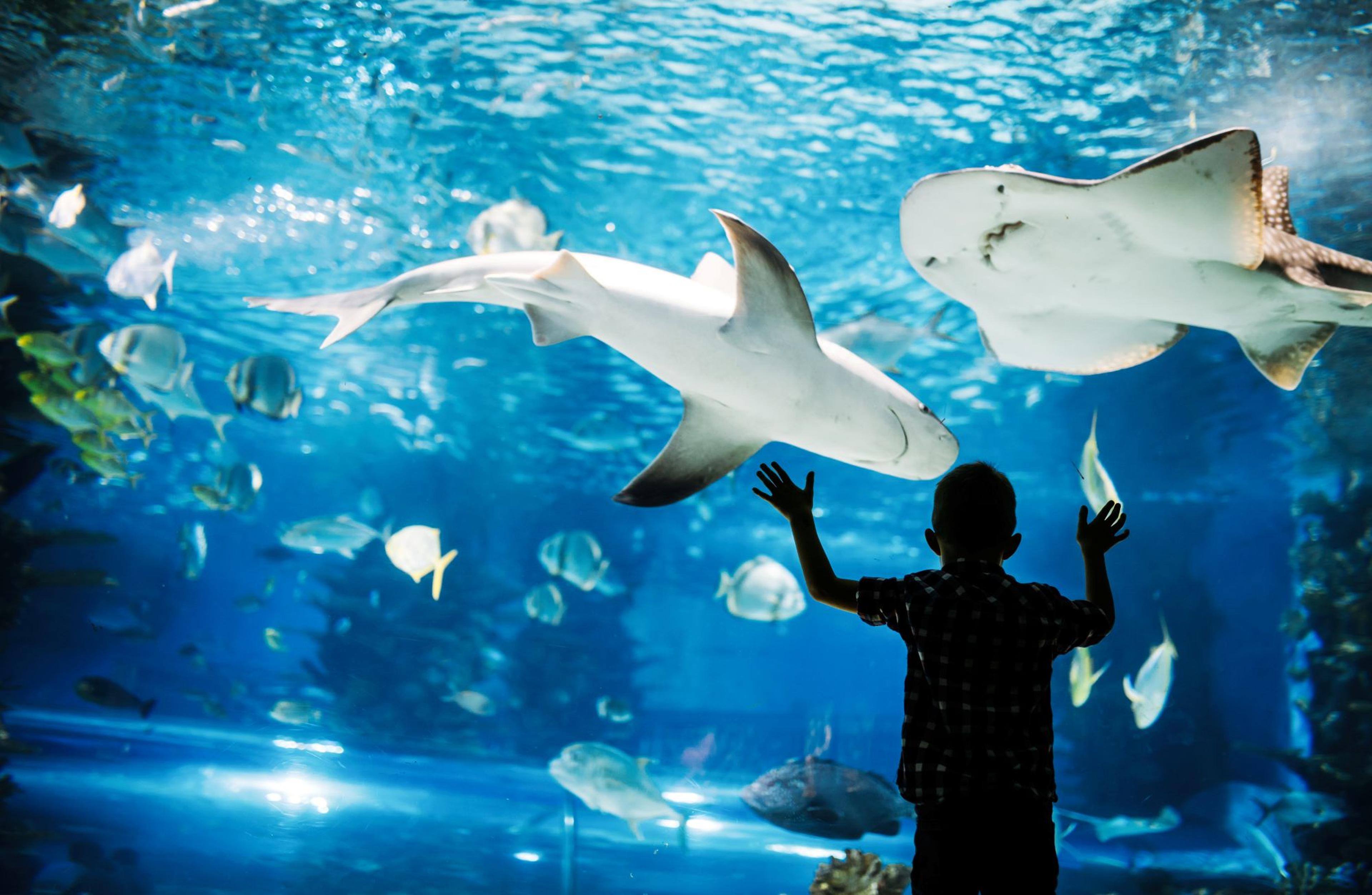 sealife