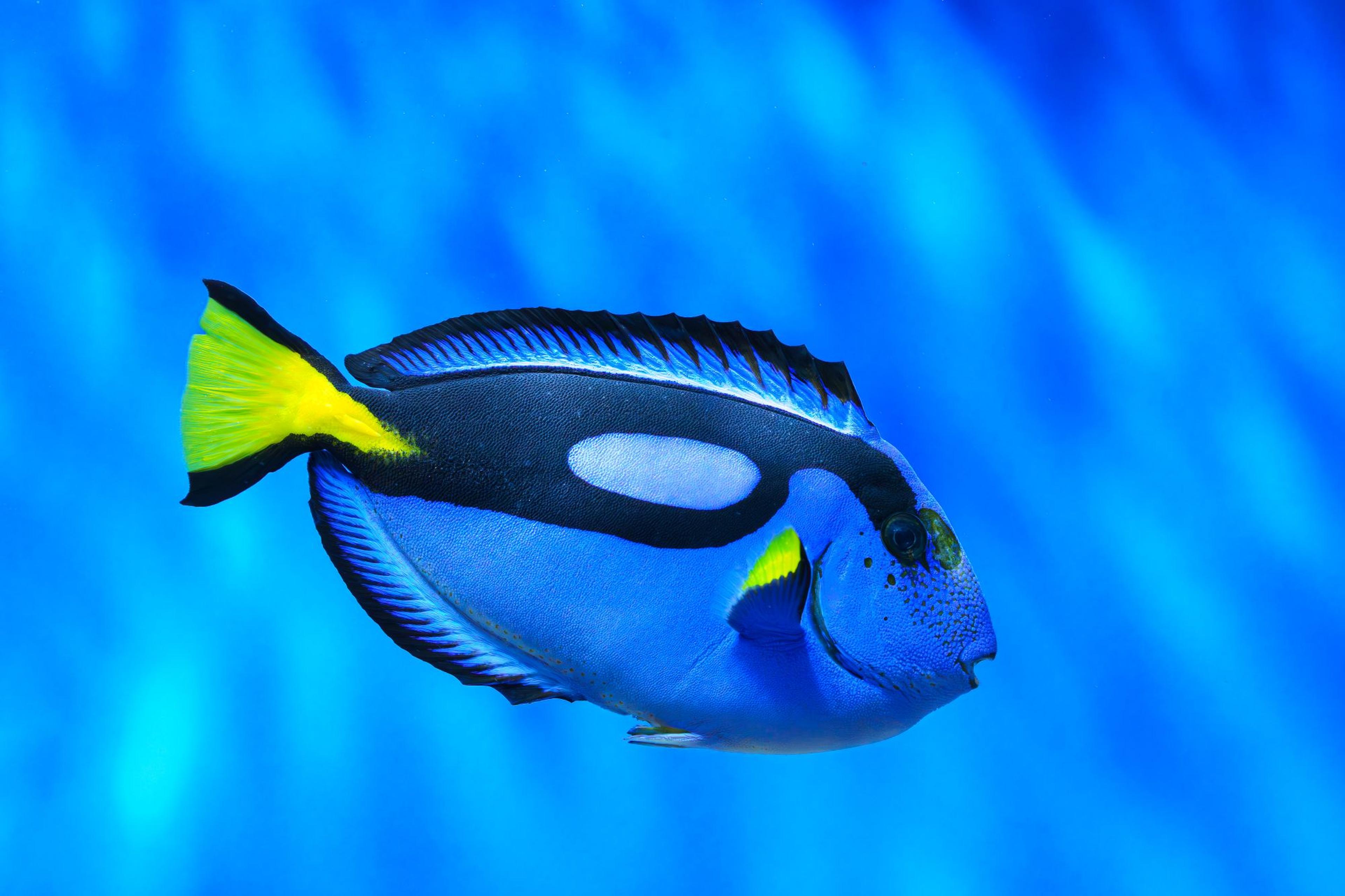oceanarium