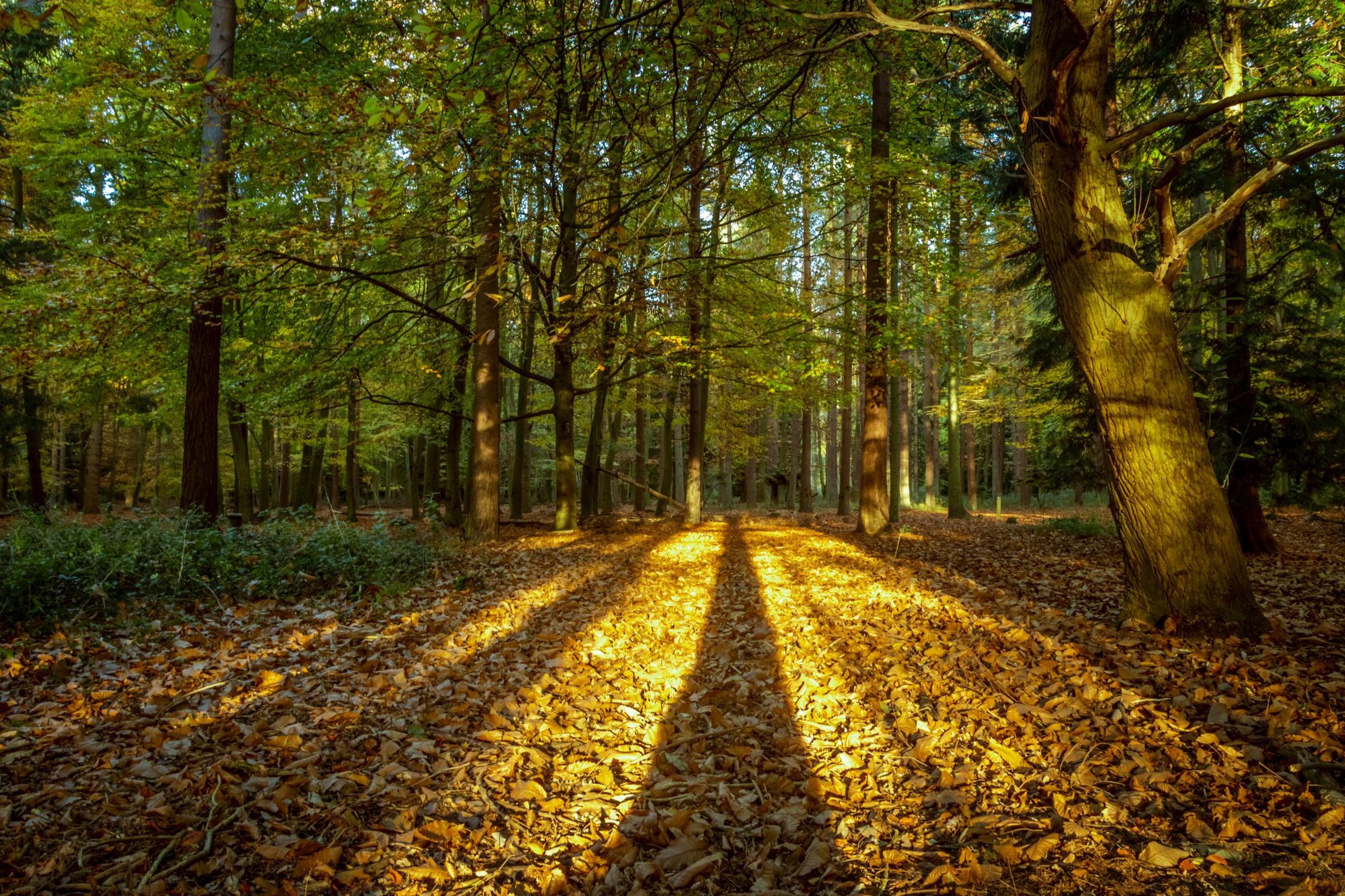 woods suffolk