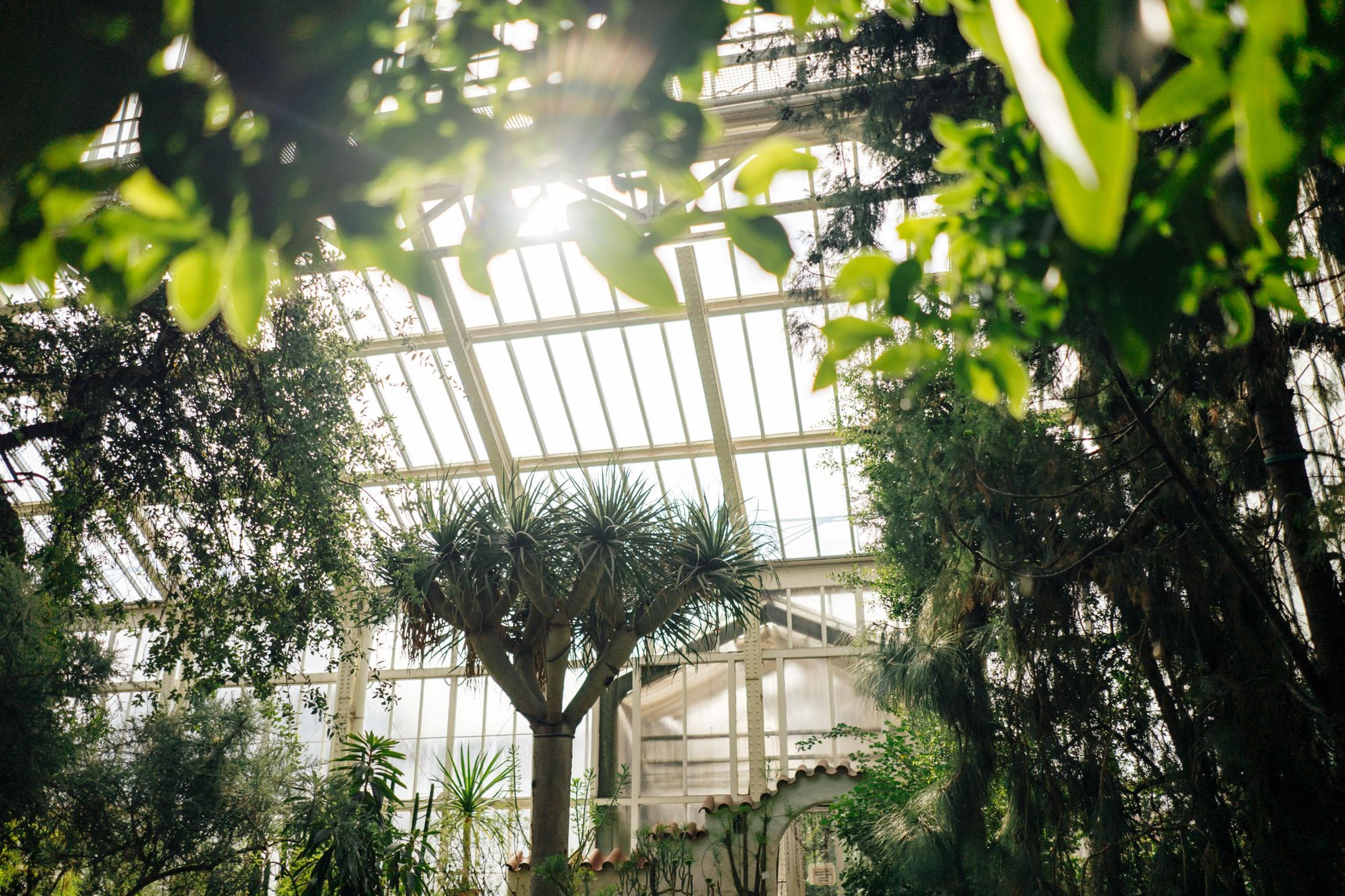 botanic garden greenhouse