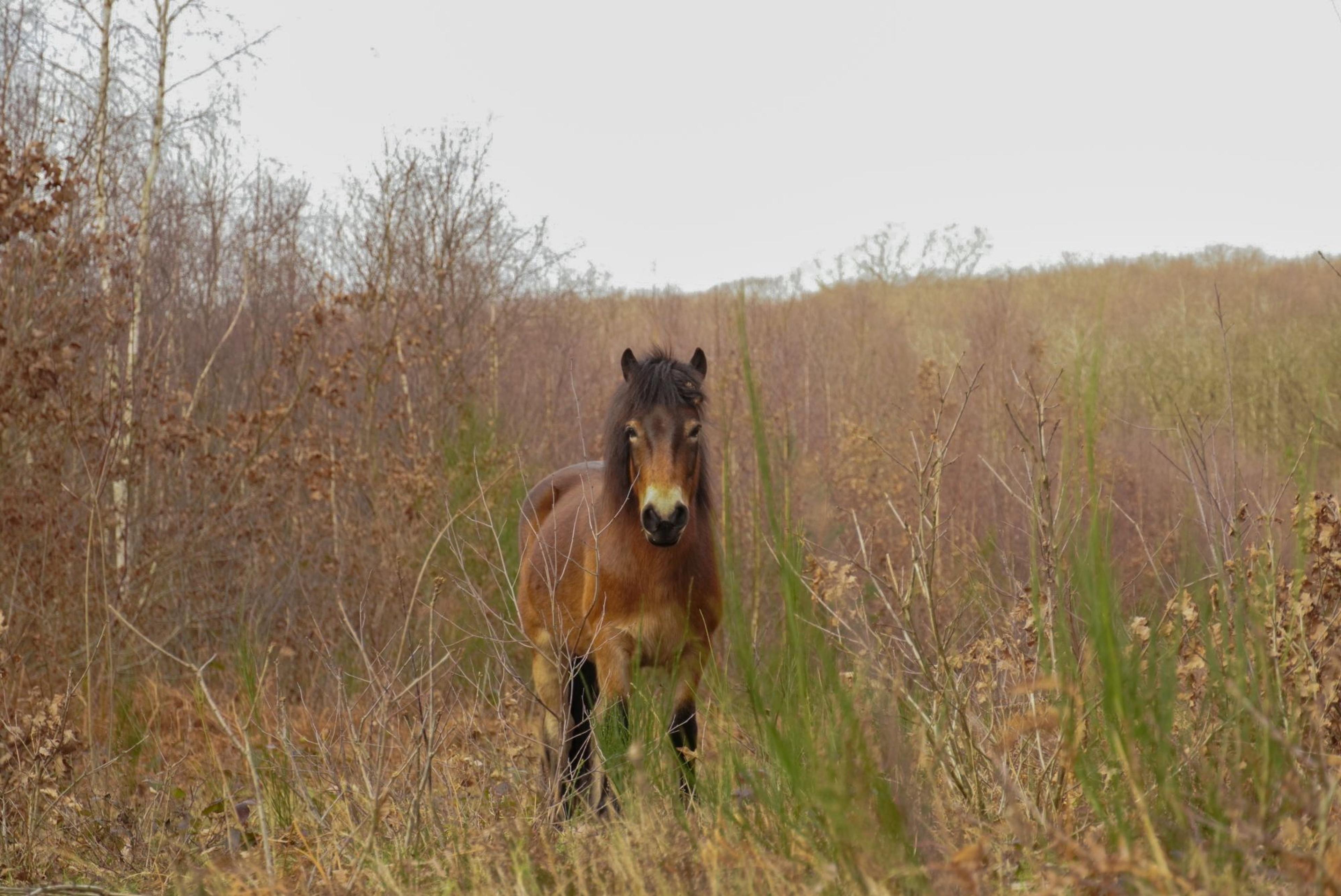 Blean woods wild pony