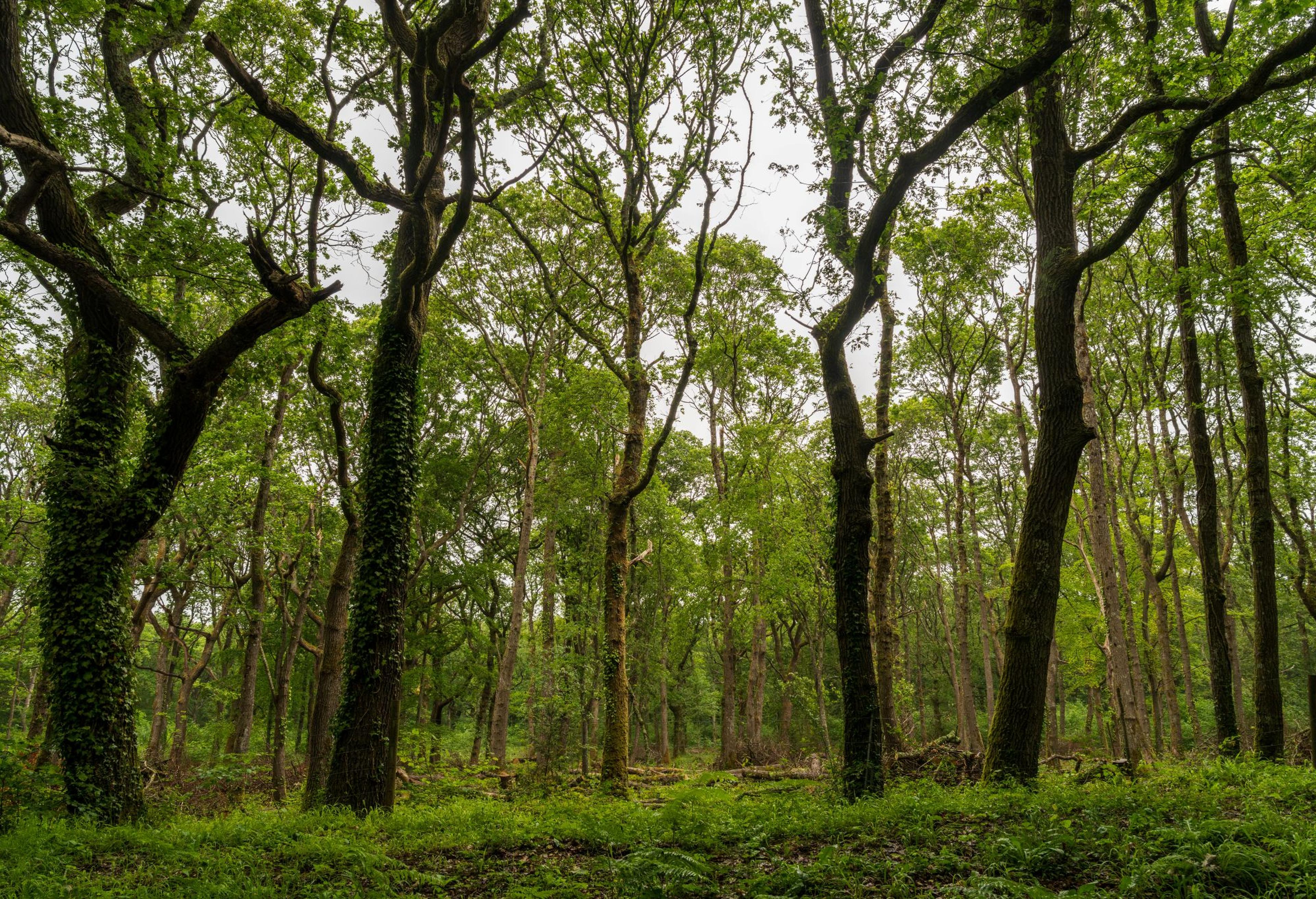 isle of wight forests