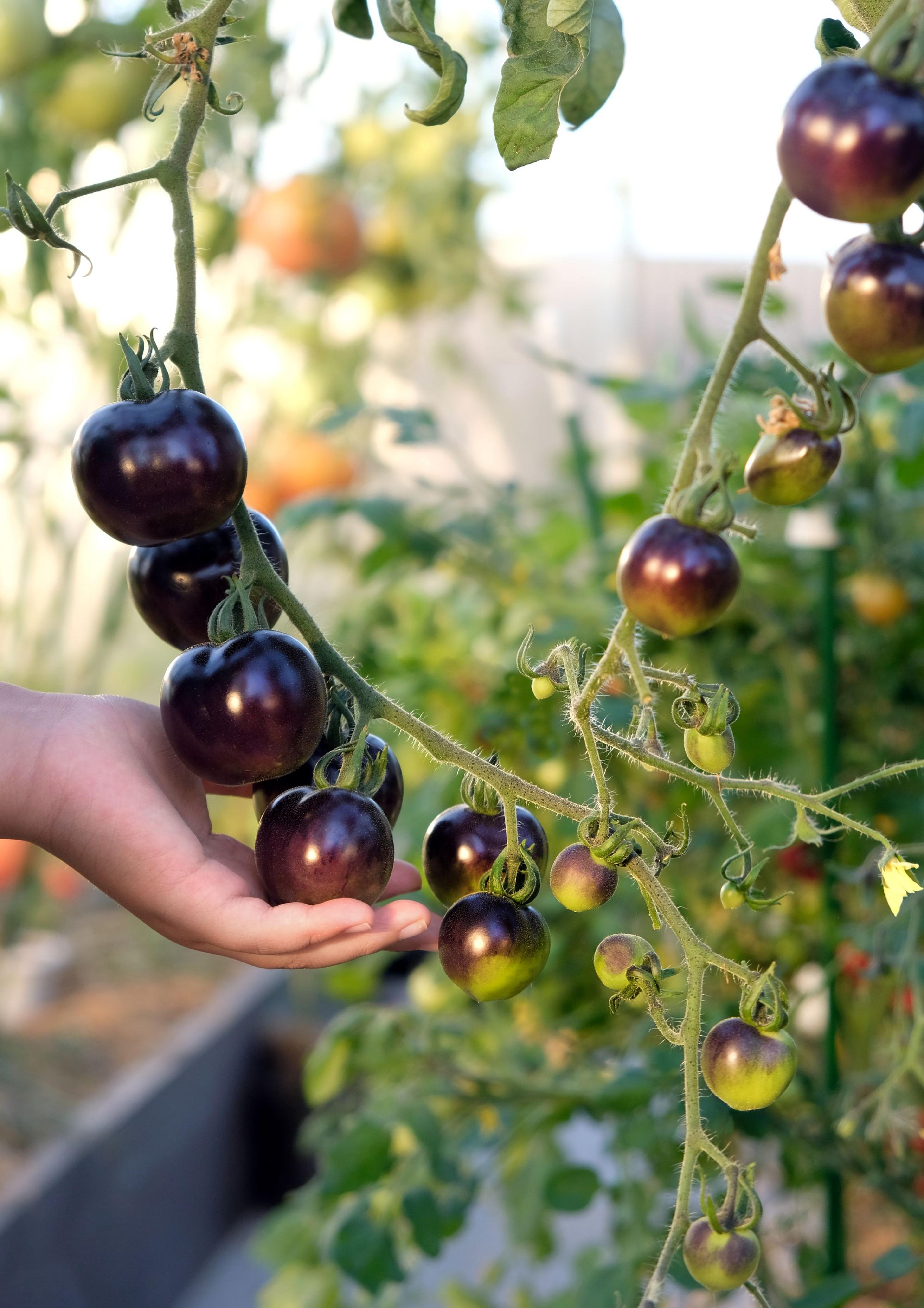 tomato plant