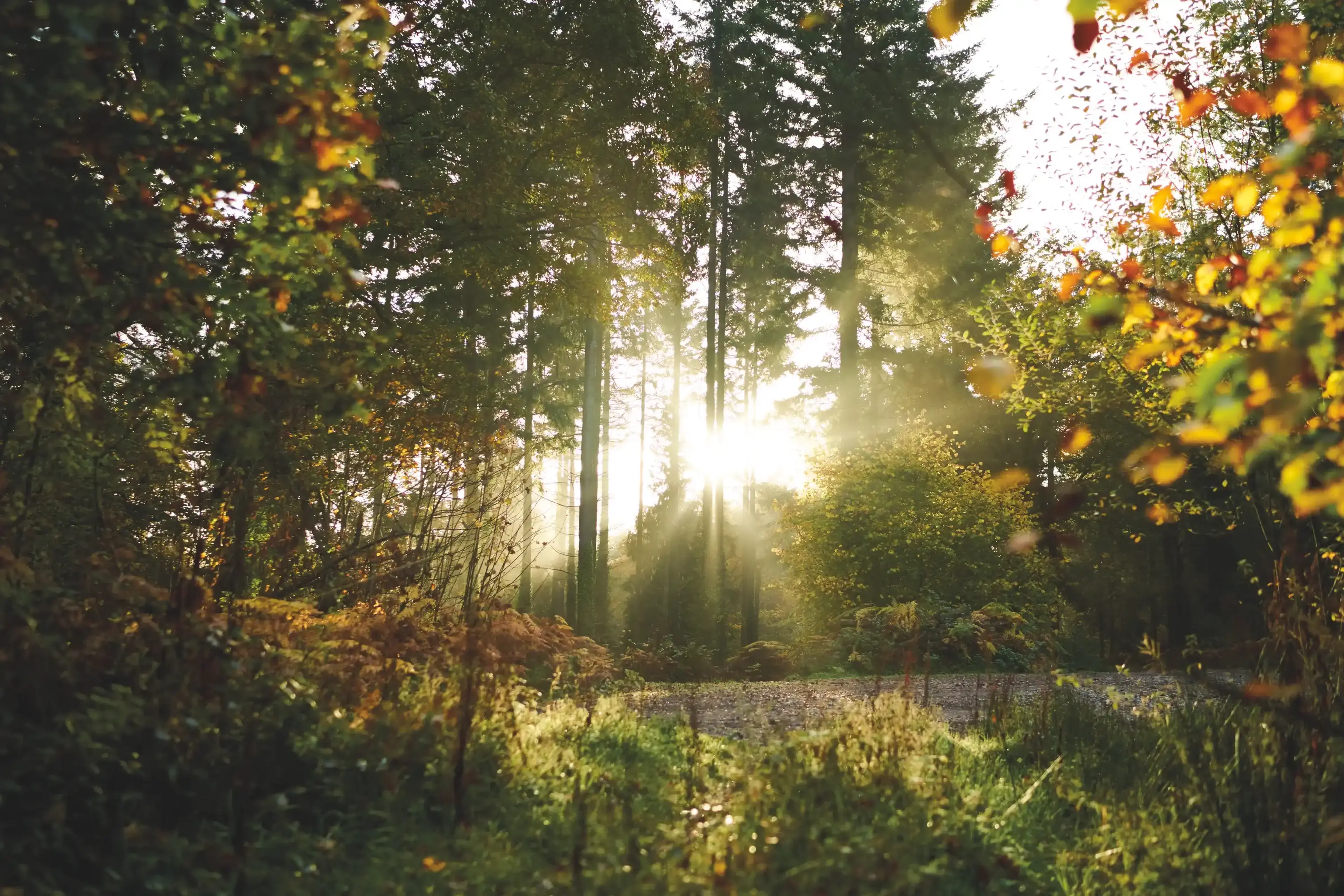 Sunlight filters through tall pine trees in a serene forest, with lush greenery and autumn leaves creating a warm, peaceful ambiance.