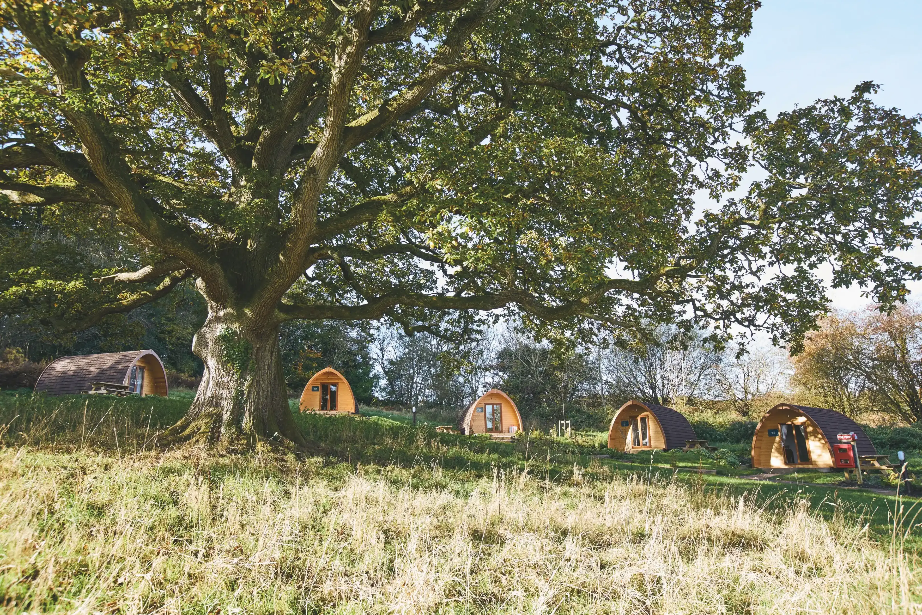 A large tree in a grassy field with four wooden camping pods underneath, surrounded by greenery and light blue sky.