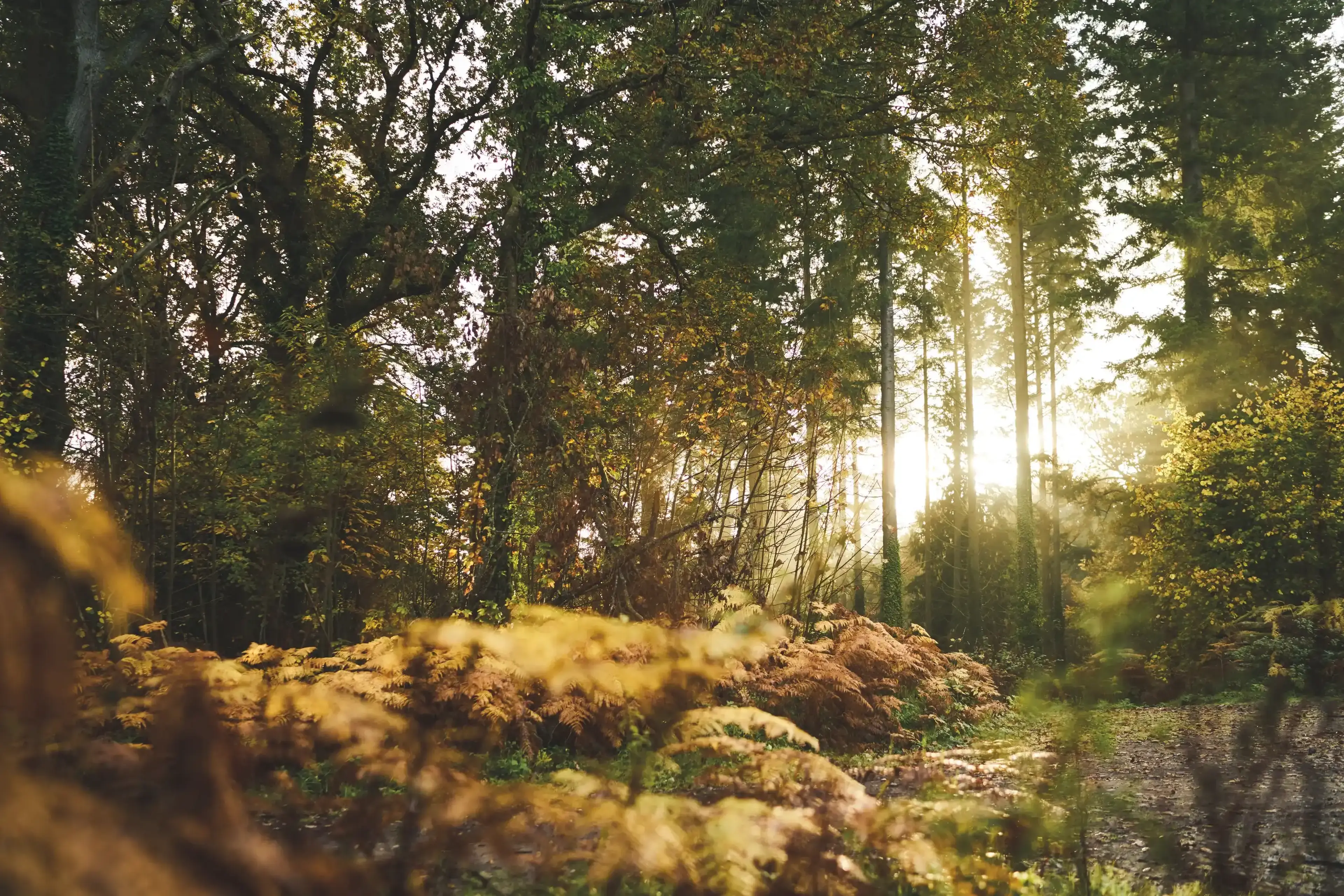 Spring in the Forest Park 2027