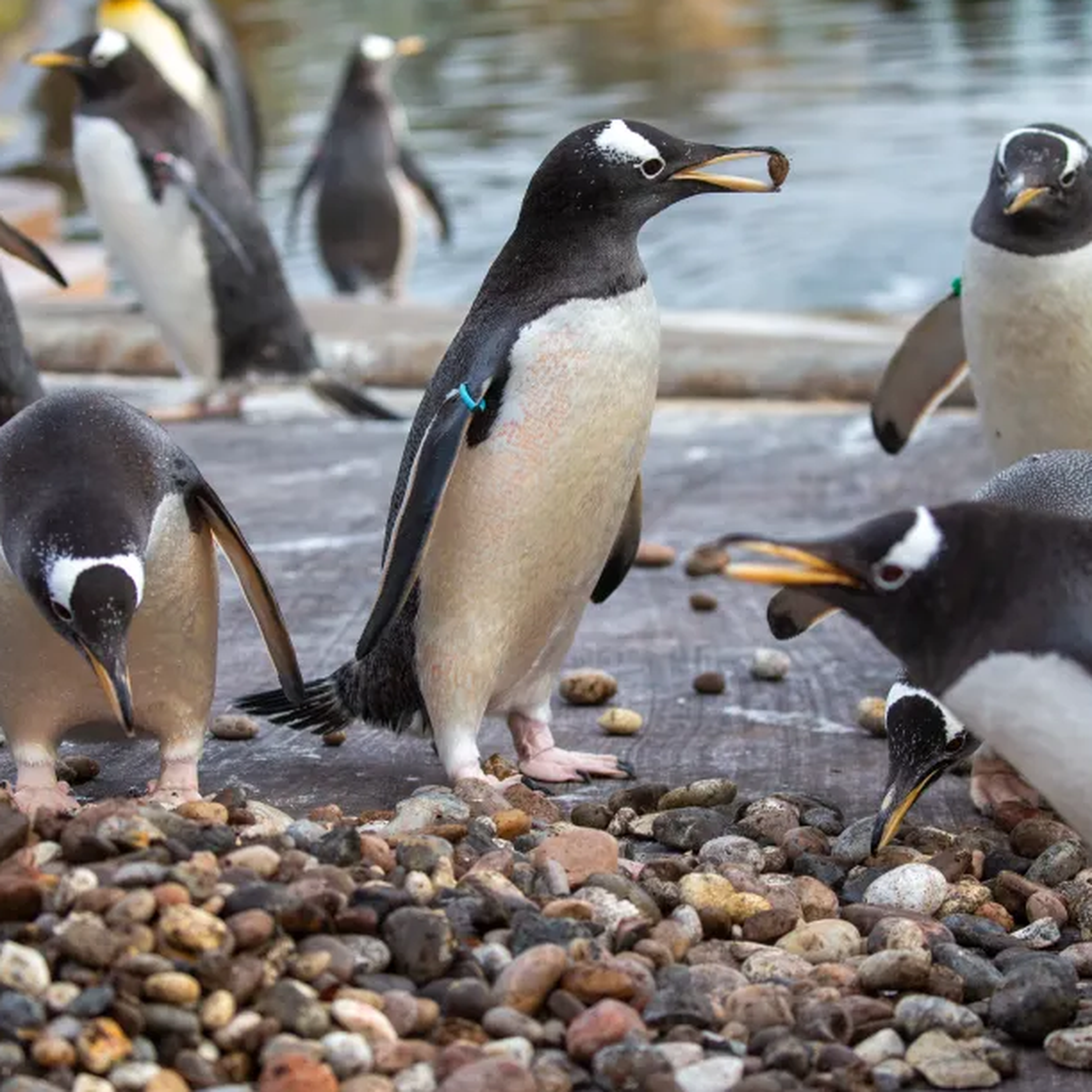 Several penguins gather on rocky terrain near water, some standing and others with beaks open as if communicating.