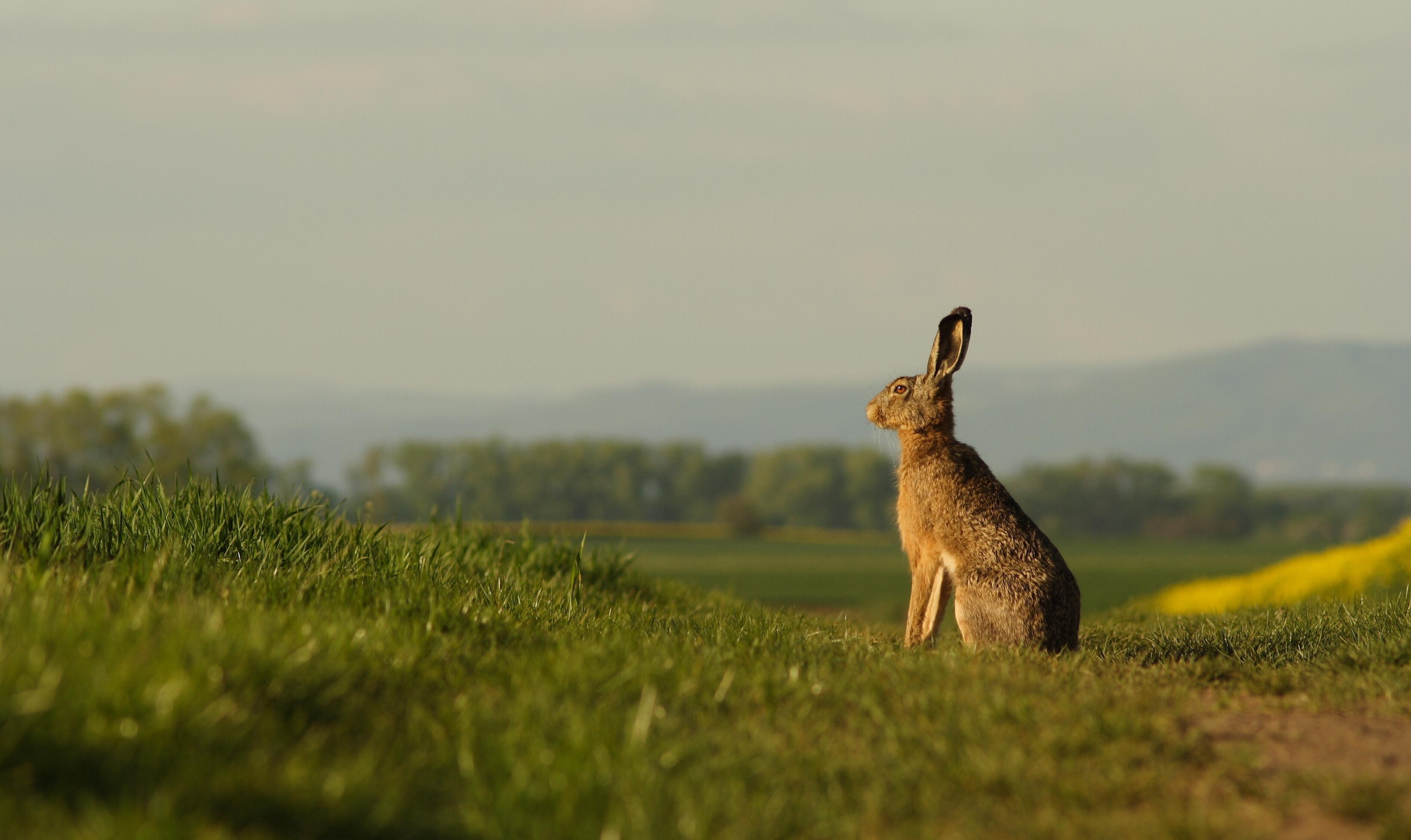 'Good Hare Days' by Springwatch Wildlife Photographer David Bailey