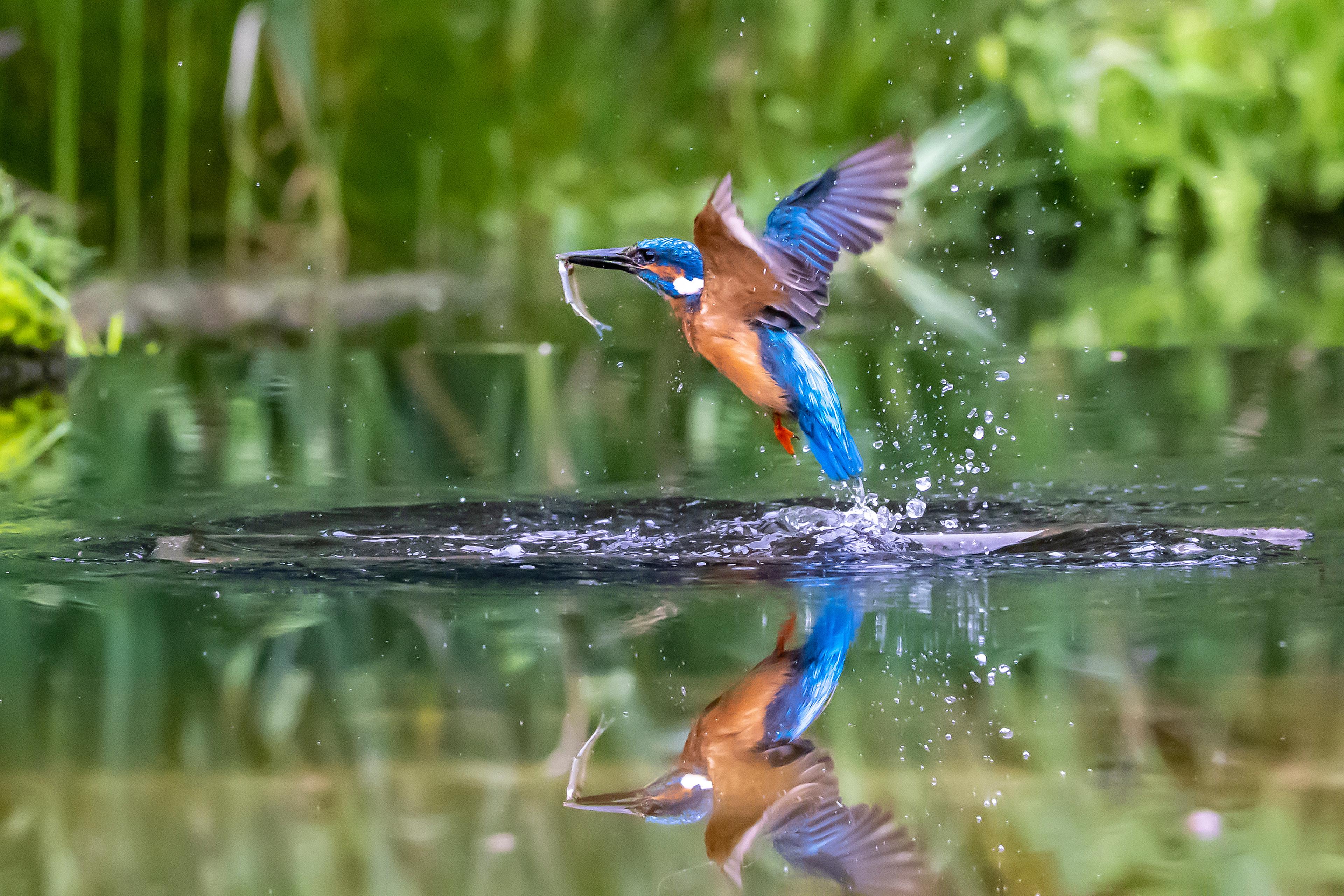 kingfisher