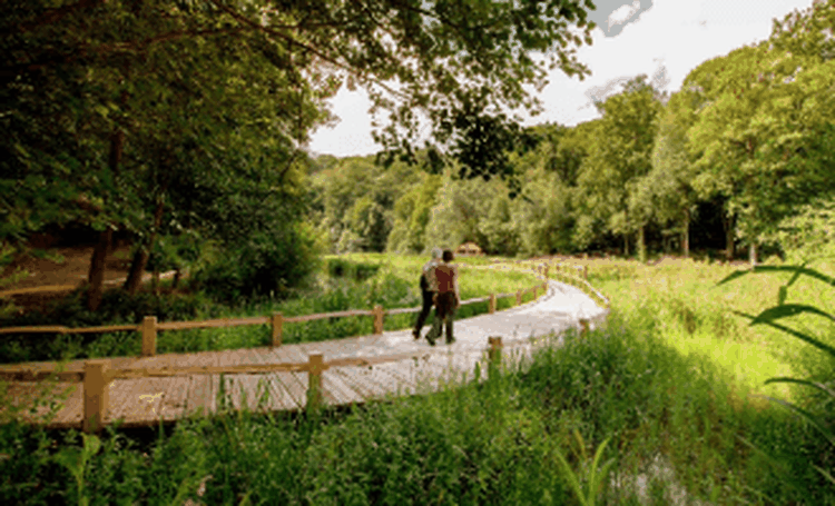 Couple walking on a wooden path through a lush green forest with dense trees and grass on a sunny day.