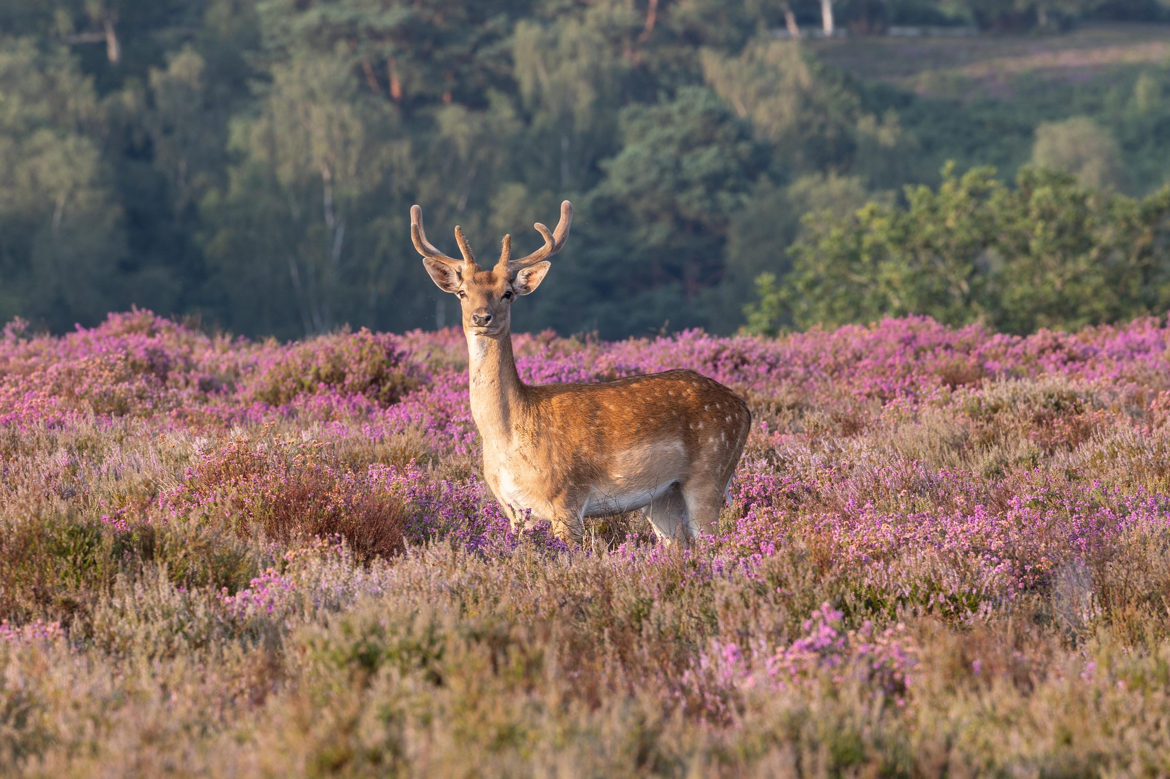 The New Forest and Exbury Gardens 2027 