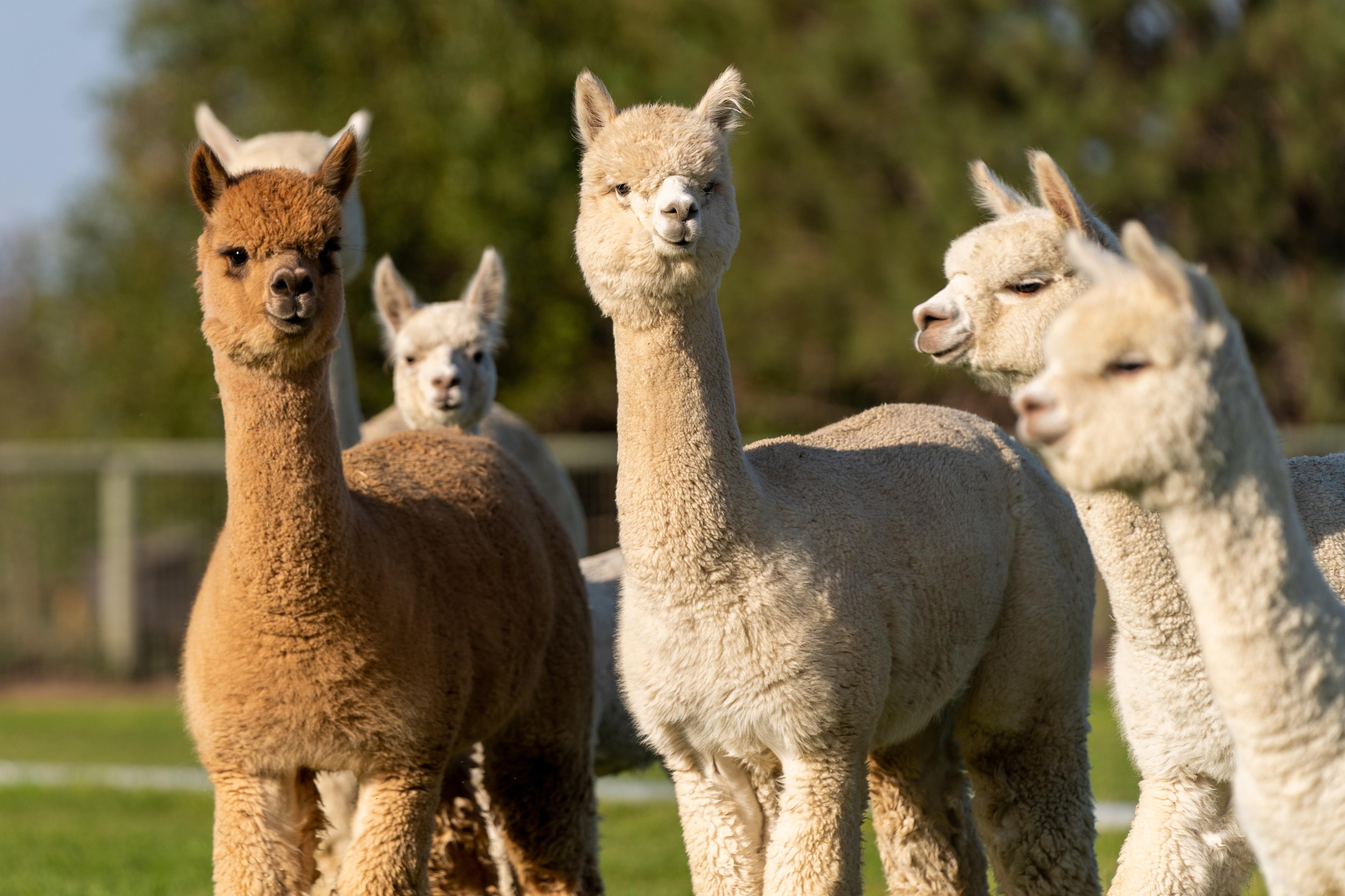 A group of alpacas with varying fur colors standing on green grass, with trees in the background.