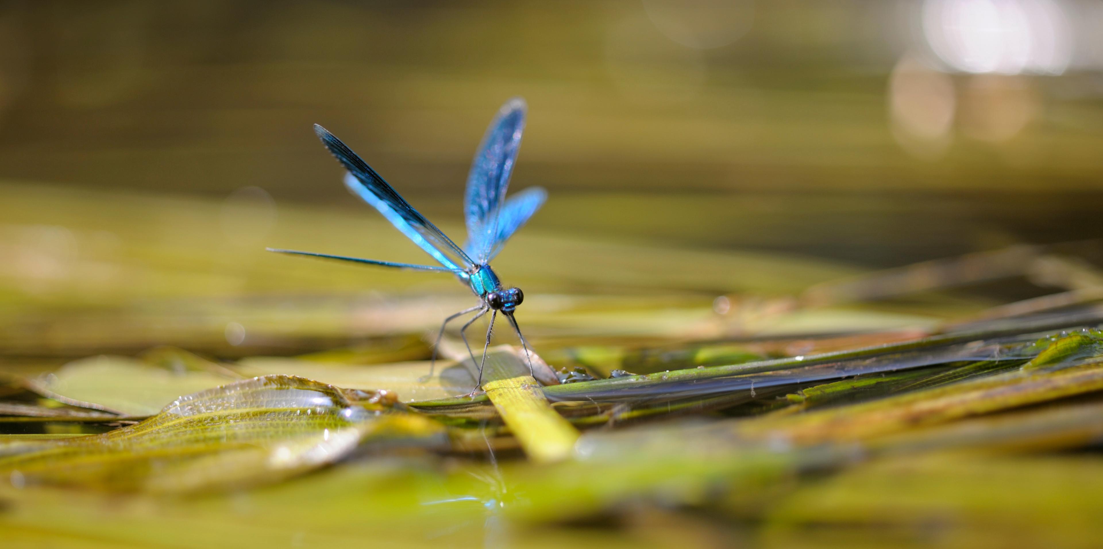 dragonfly