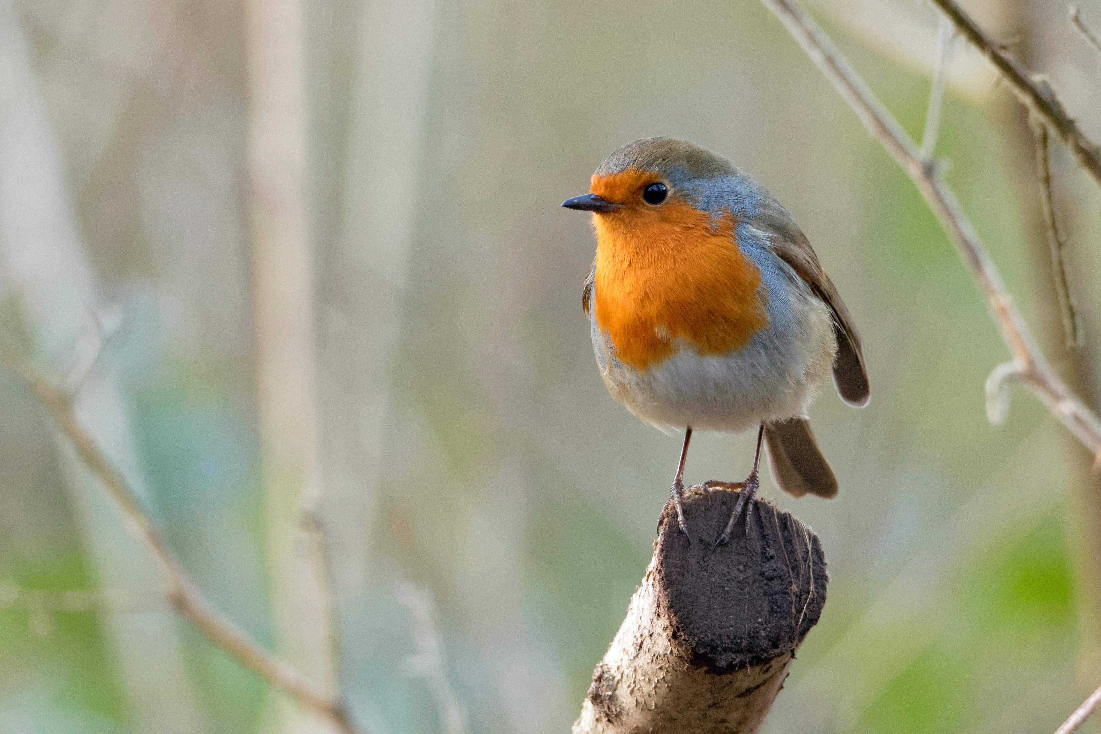A European robin with an orange breast and grey-brown plumage perches on a branch, set against a blurred natural background.