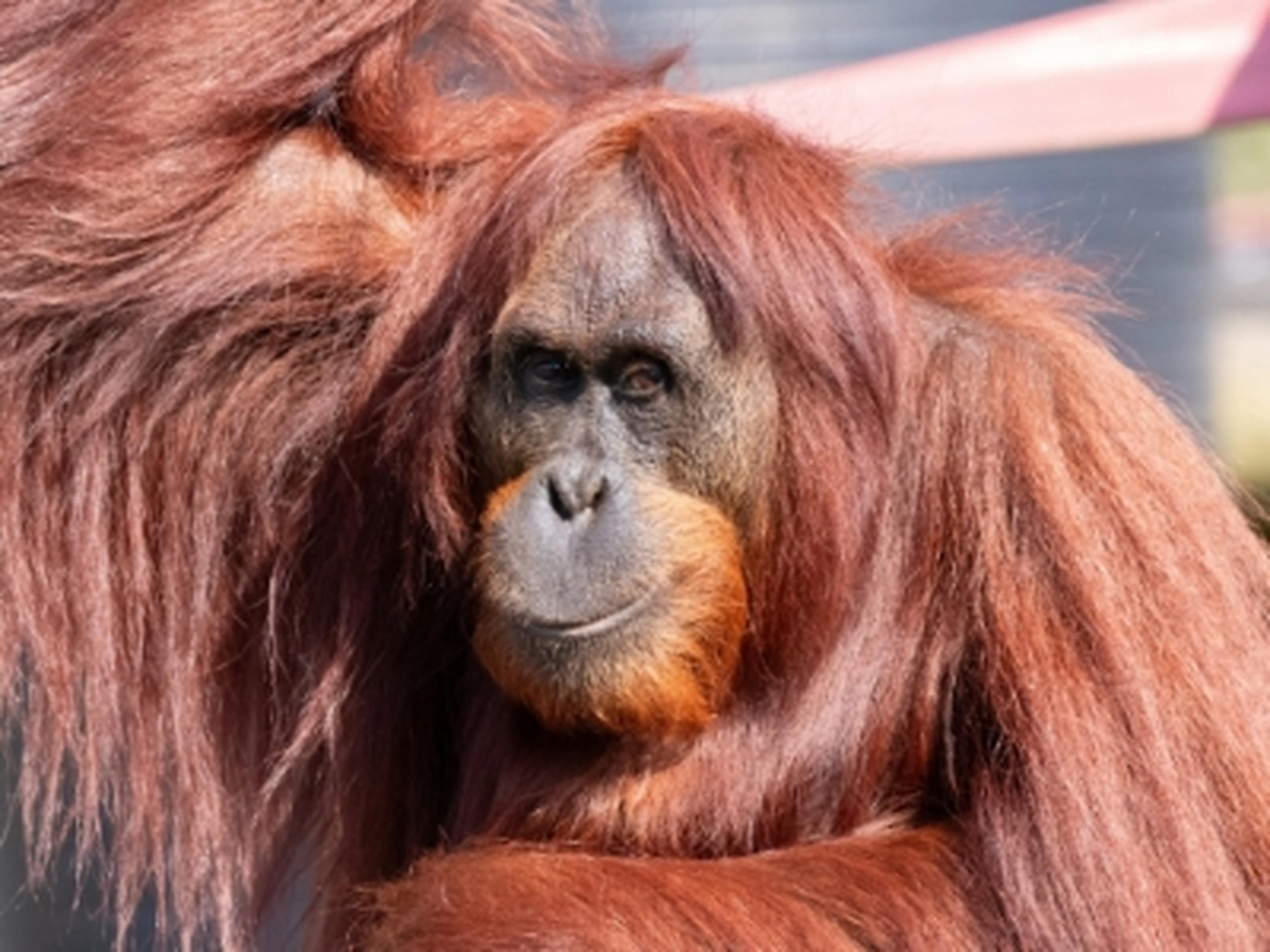 Orangutan at Monkey World