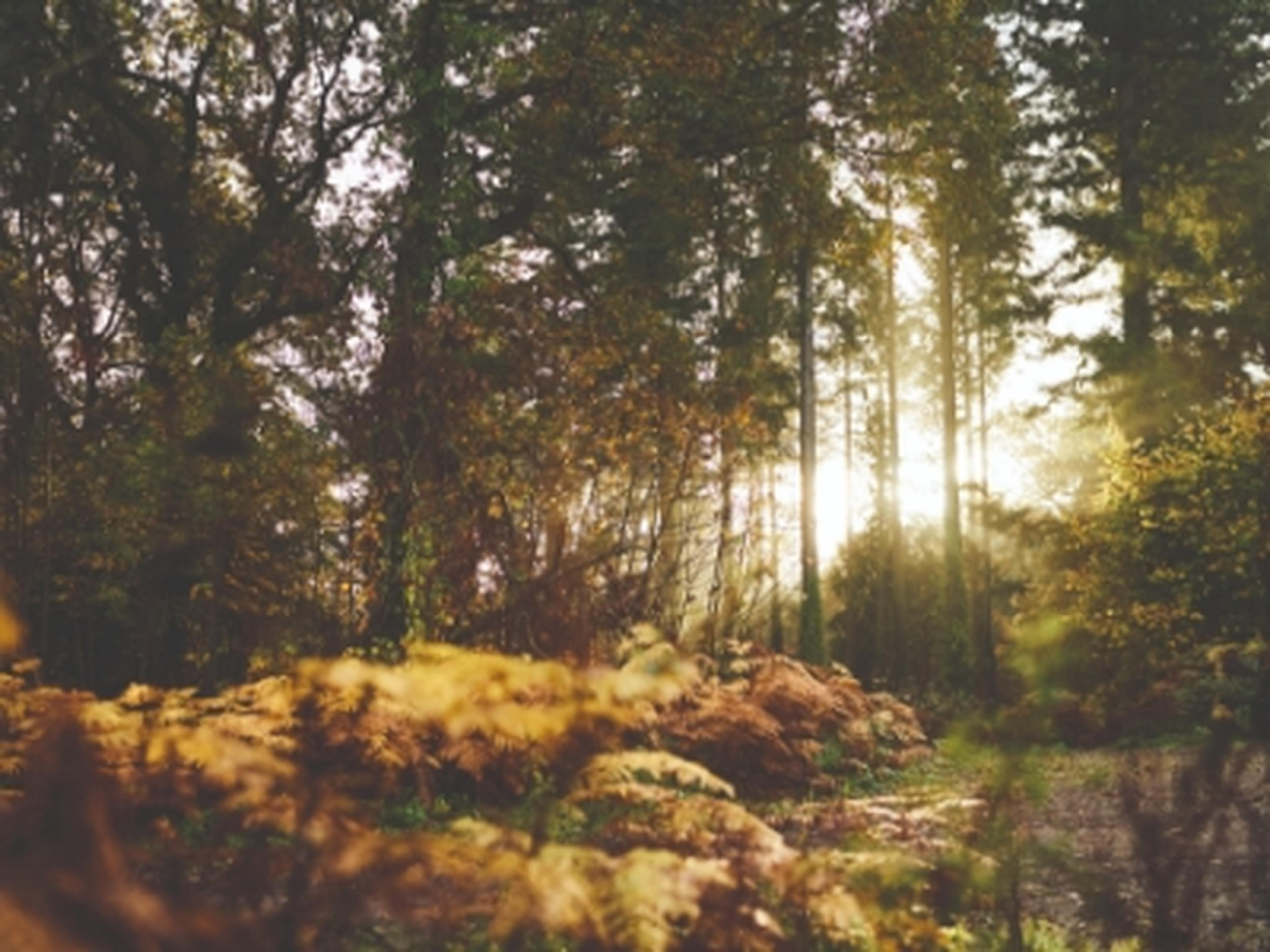 Sunlight through trees at Whitemead Forest Park