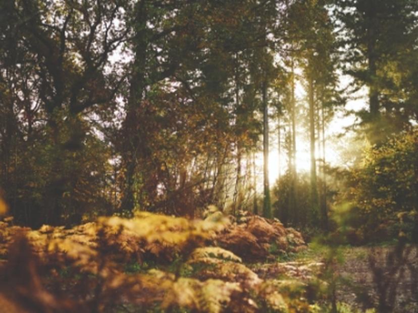 Sunlight through trees at Whitemead Forest Park