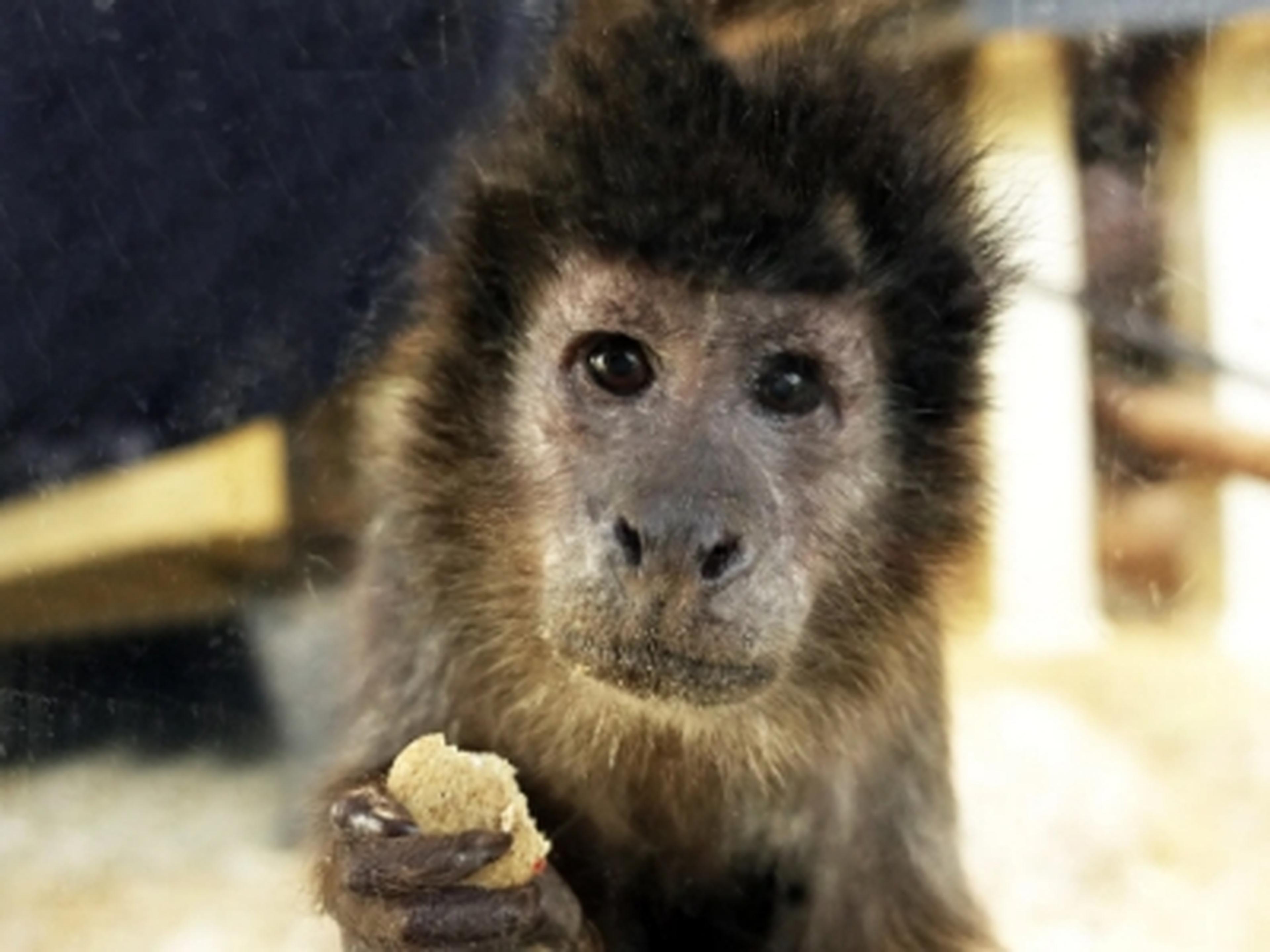 Capuchin at Monkey World