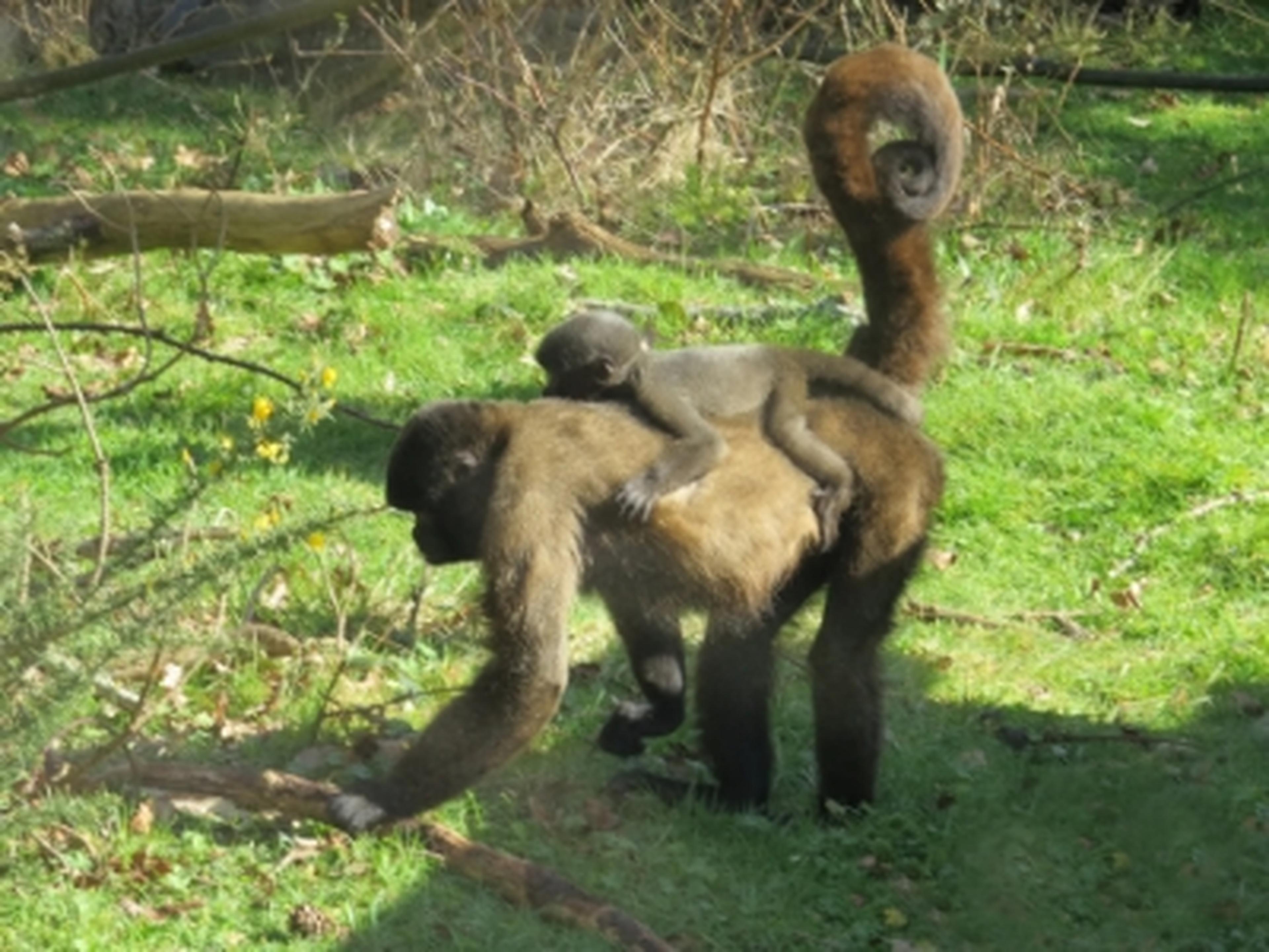 Wolly Monkey at Monkey World