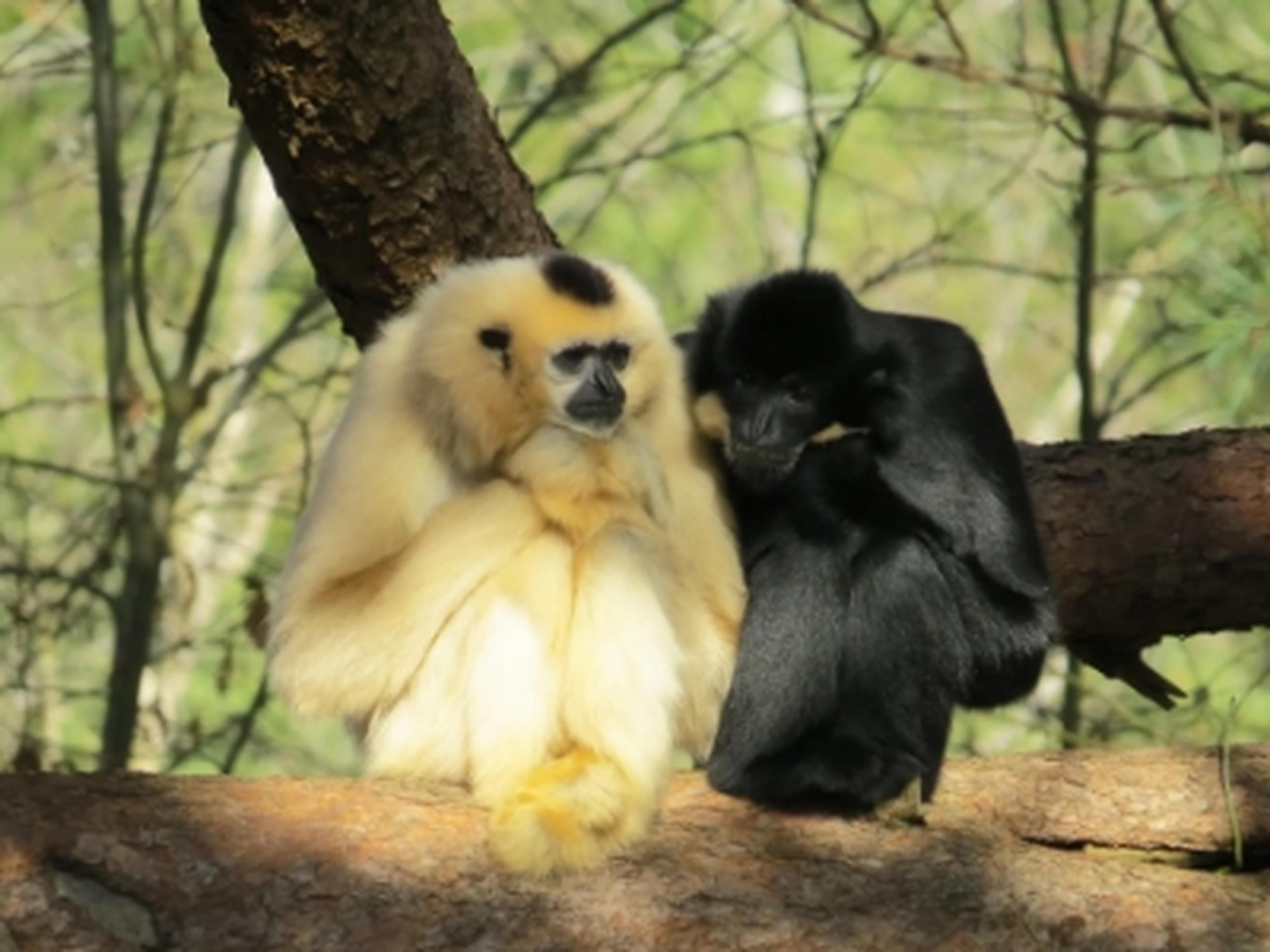 Gibbons at Monkey World