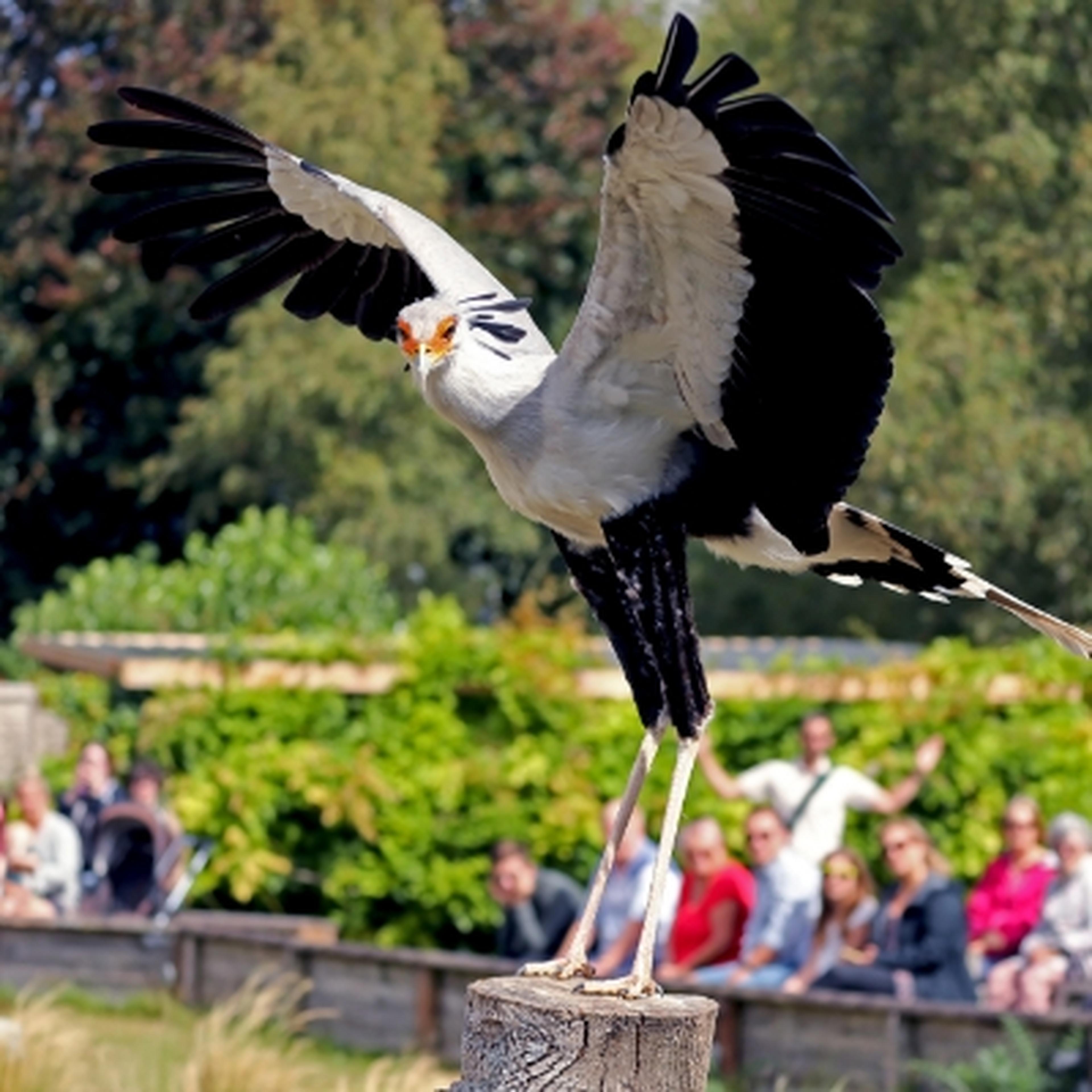 Angola the Secretary Bird