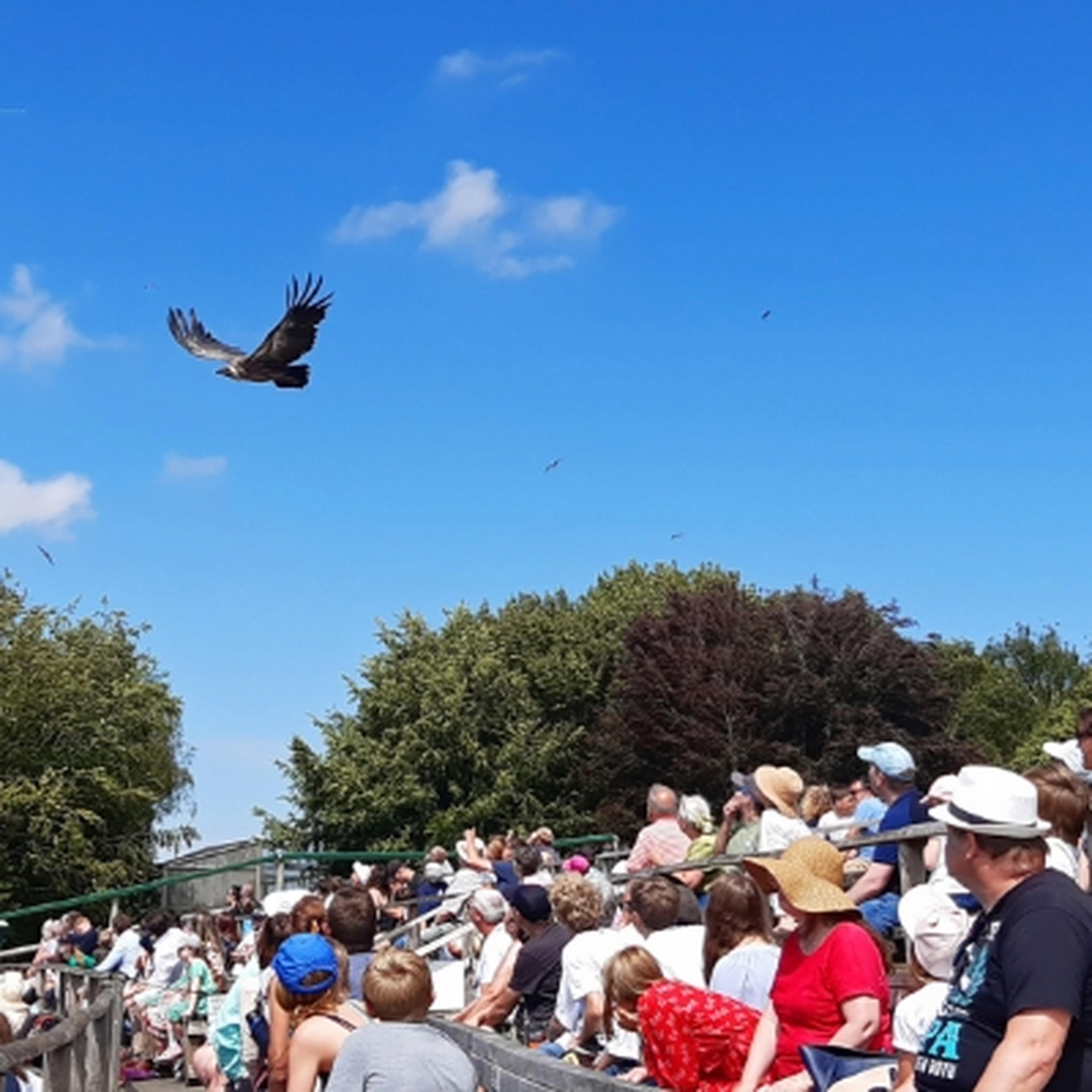 Masters of the sky flying display