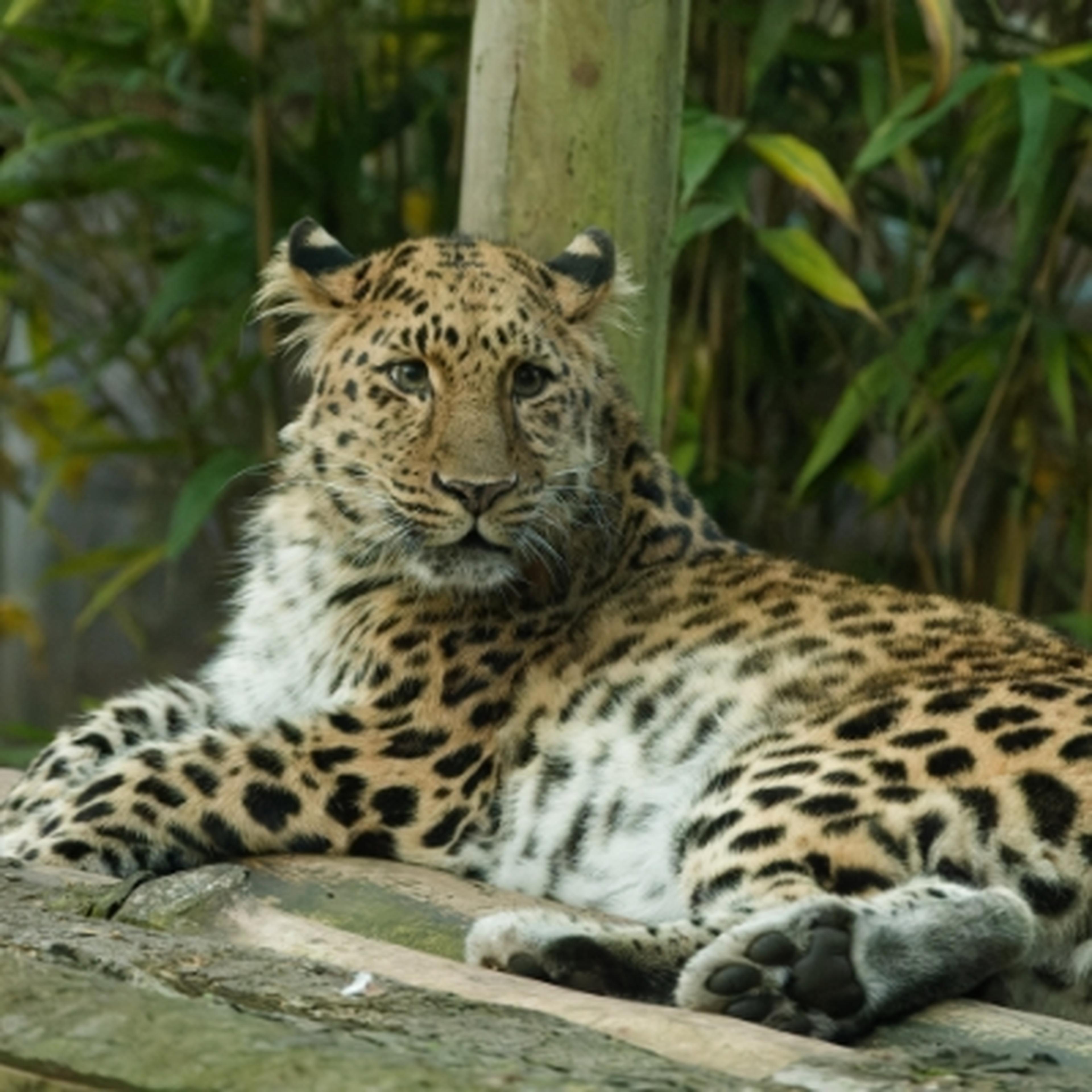 Amur leopard at at Twycross Zoo