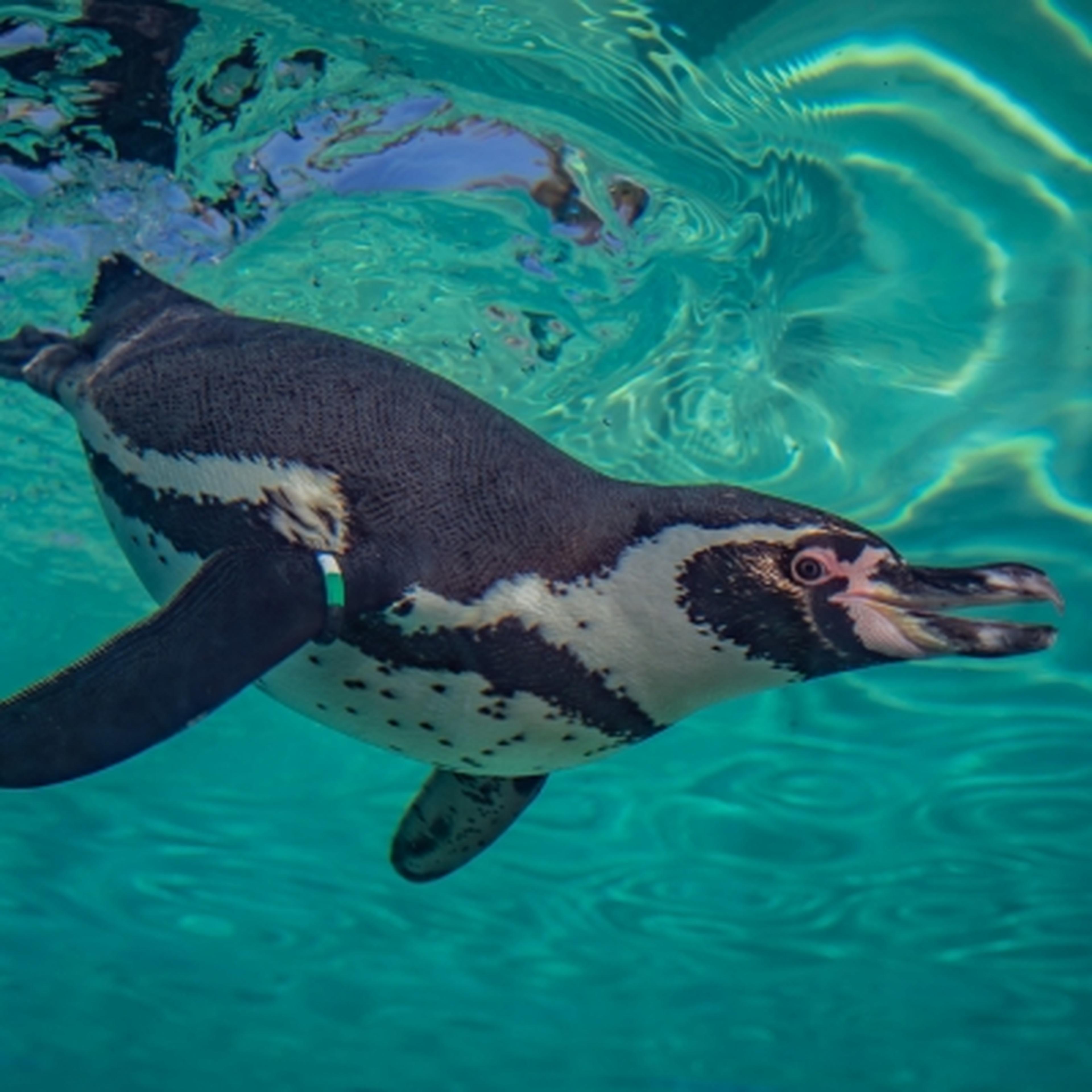 Humboldt penguin swimming underwater
