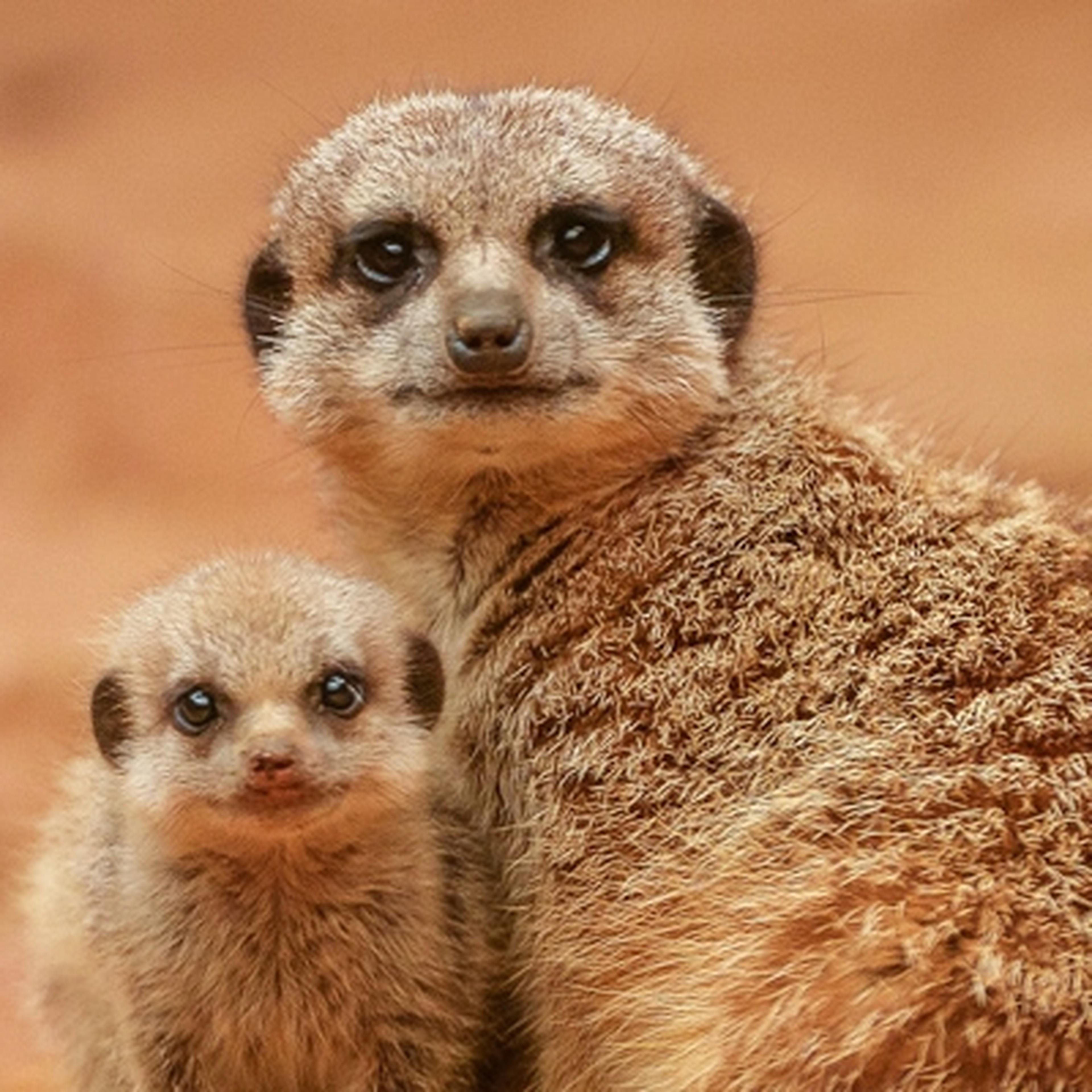 meerkat and its pup