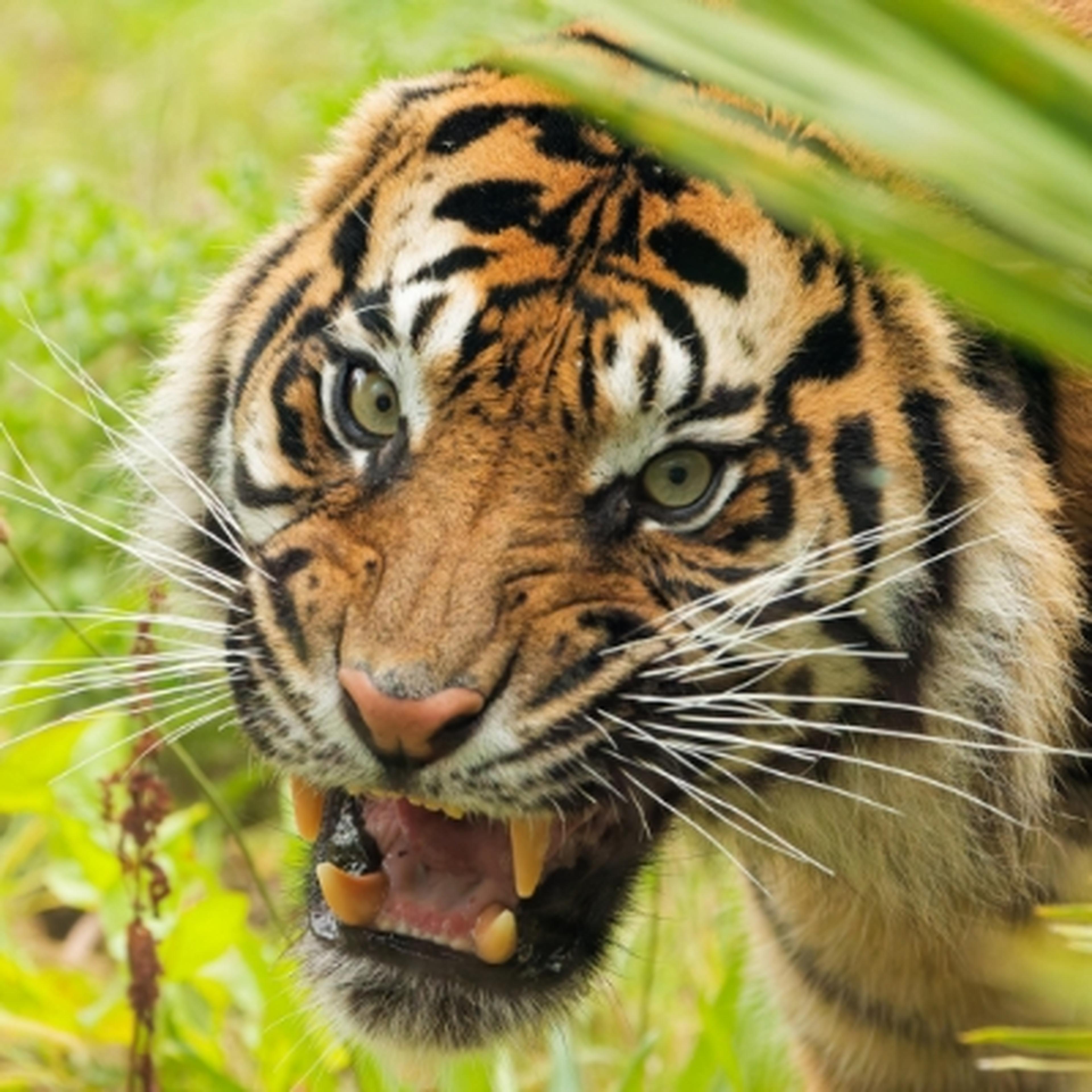 Sumatran tiger at at Twycross Zoo