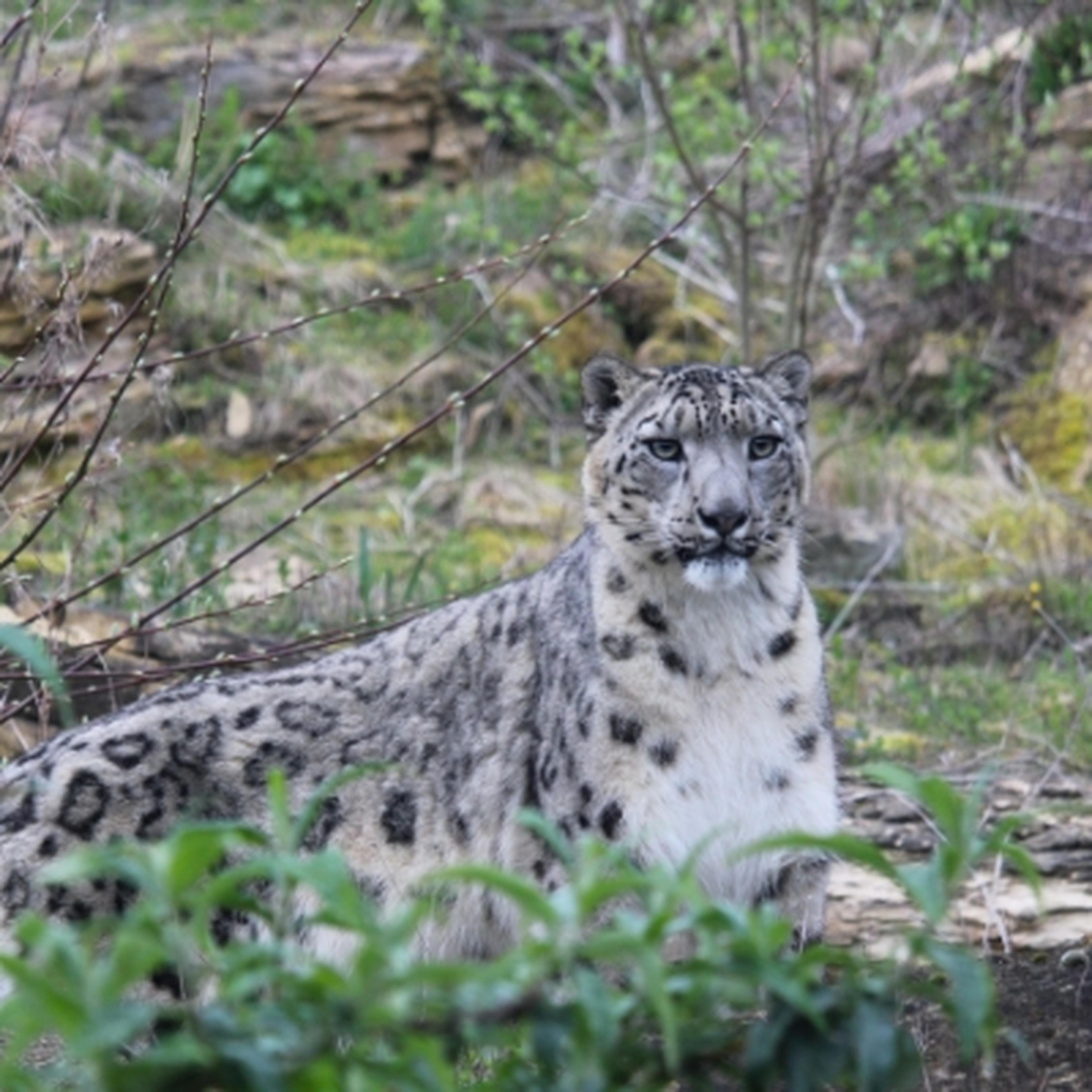 snow leopard at at Twycross Zoo