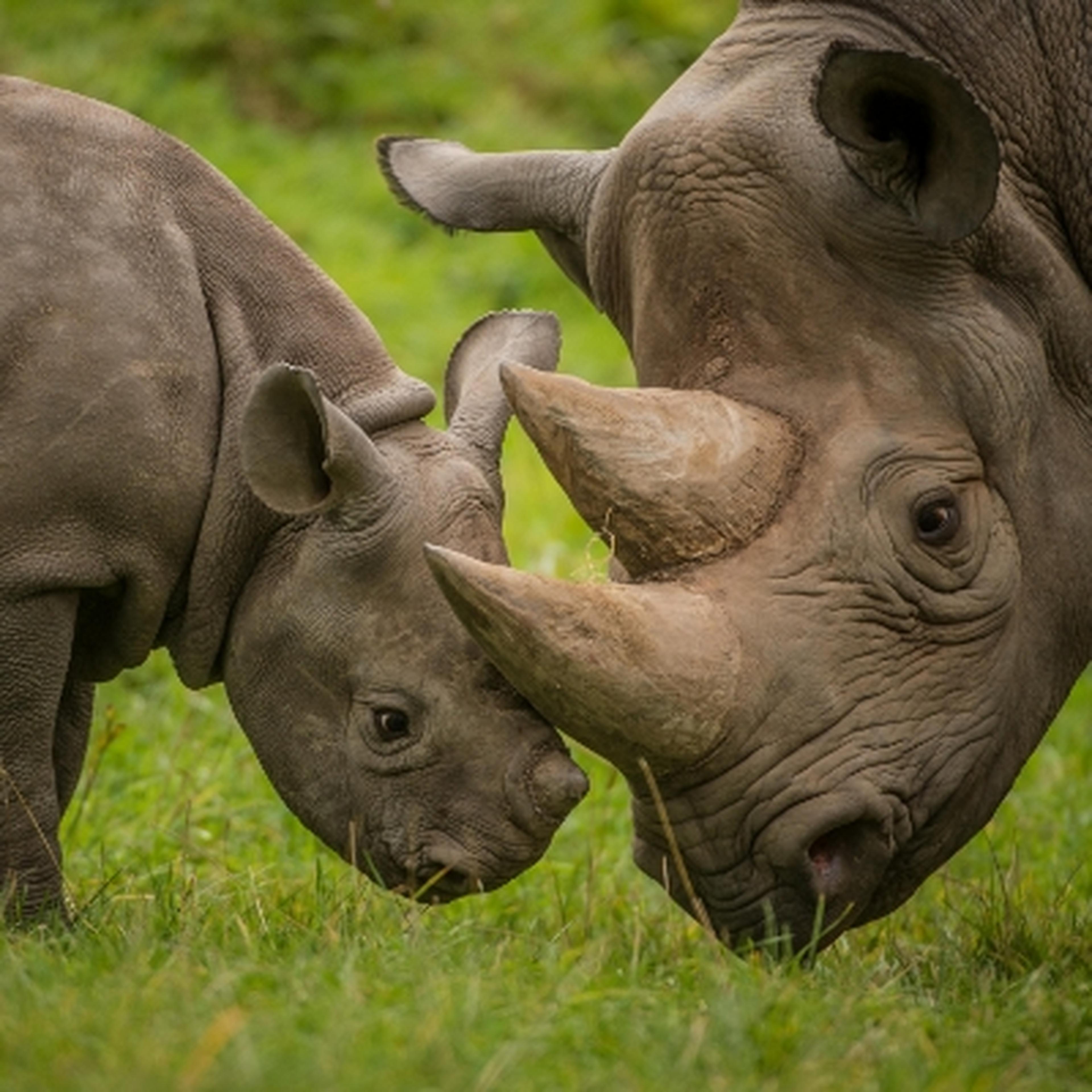 rhinoceros mother with her calf