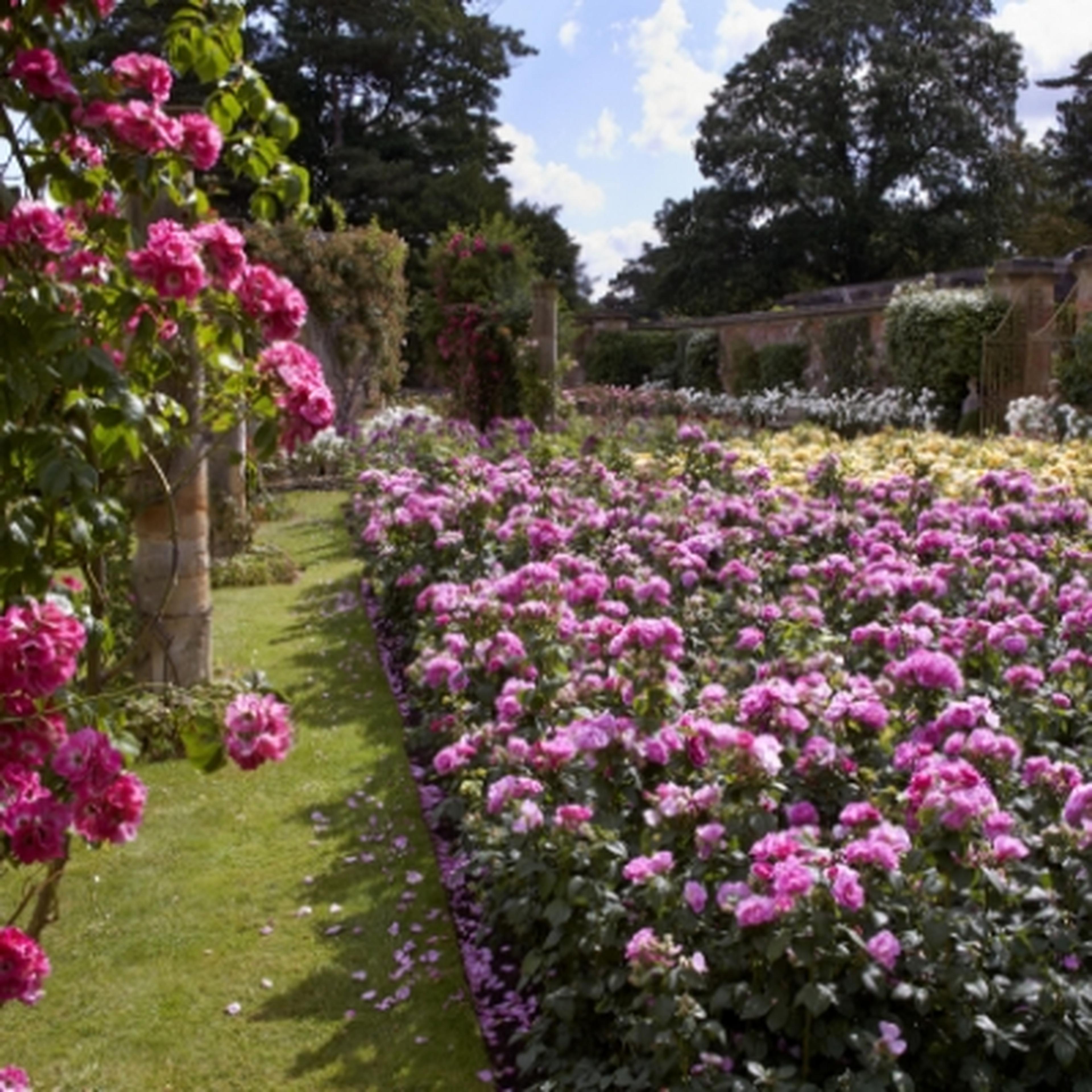 Walled rose garden at Hever Castle