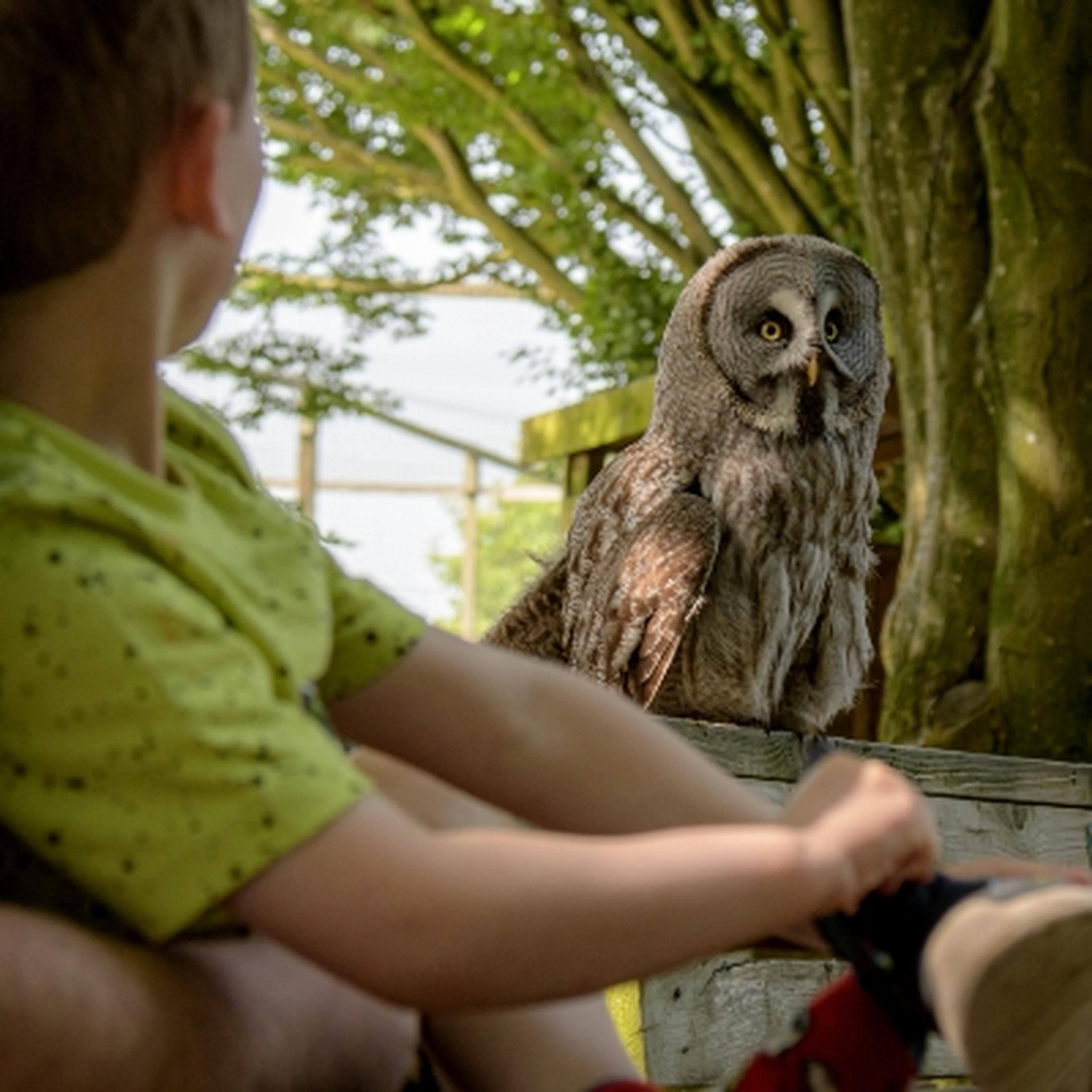 Great Grey Owl in crowd