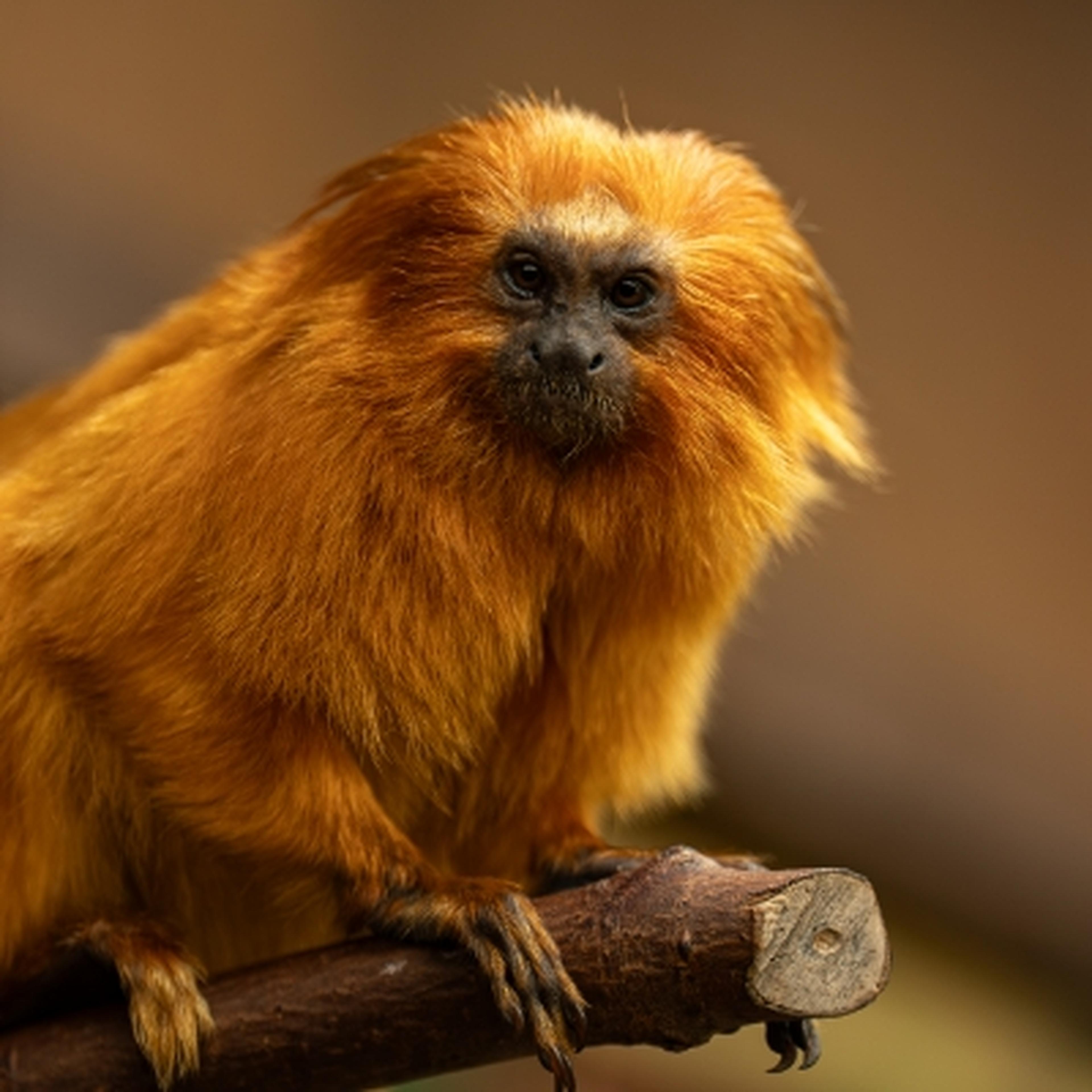 Golden Lion Tamarin