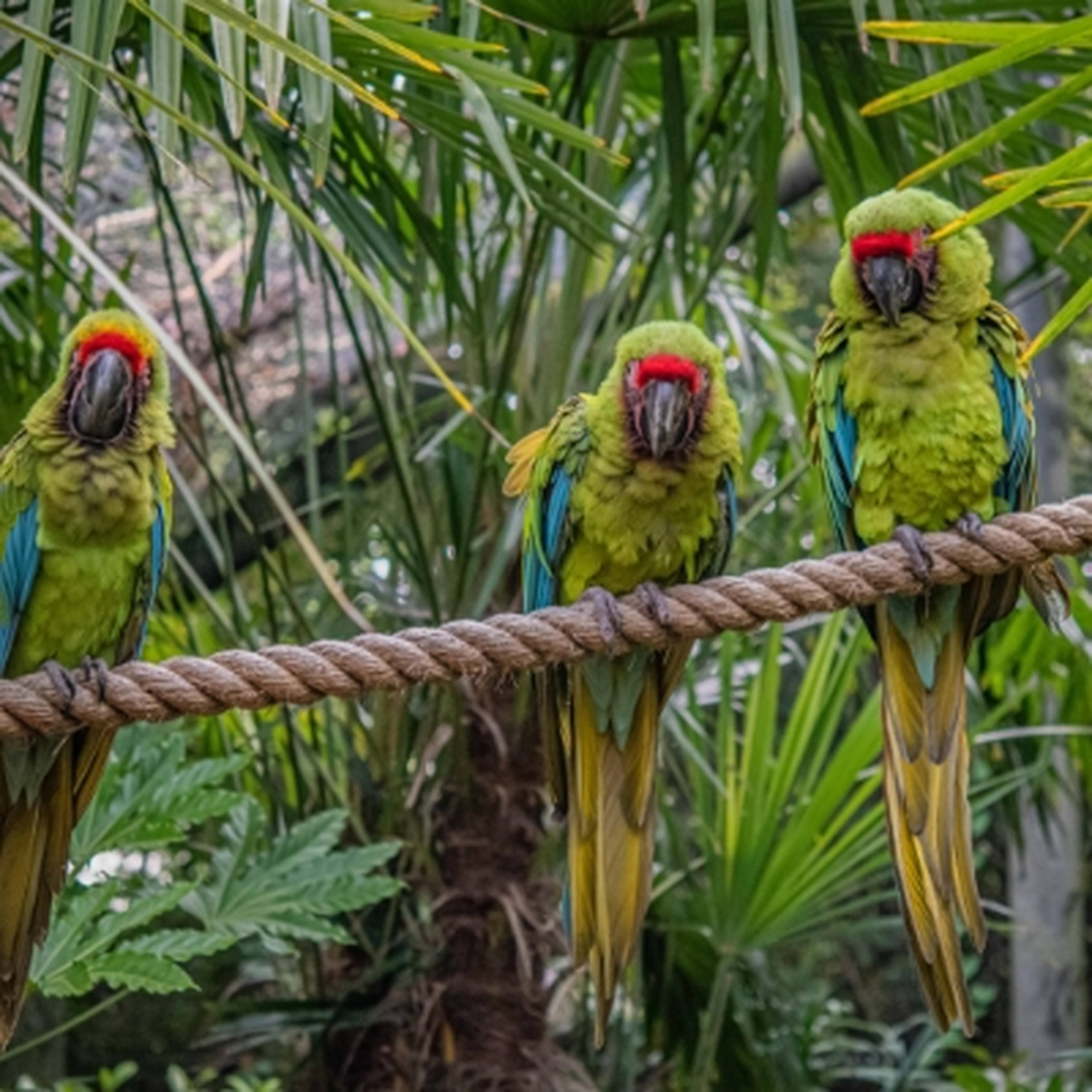 three Great Green Macaws