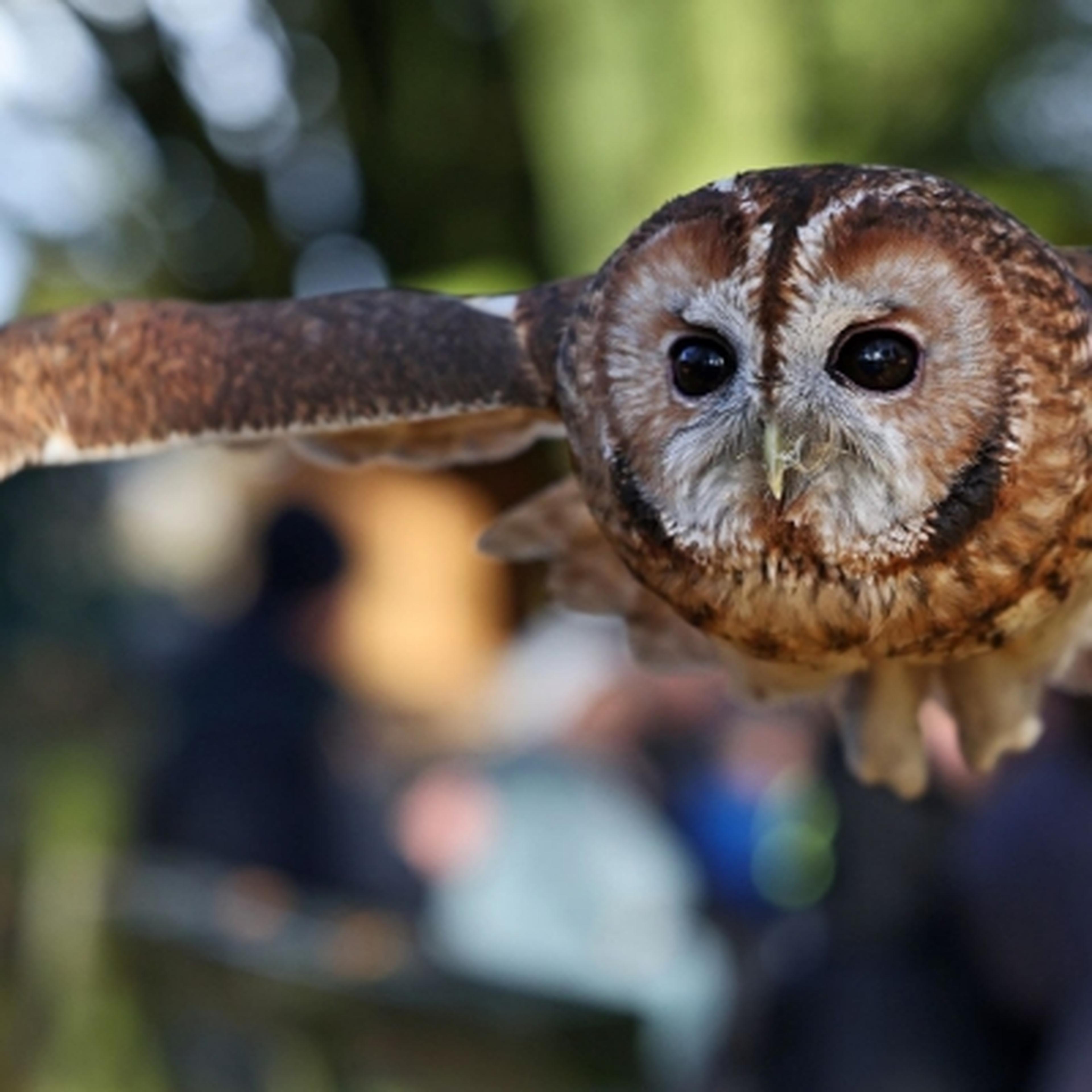 Tawny Owl flying over crowd