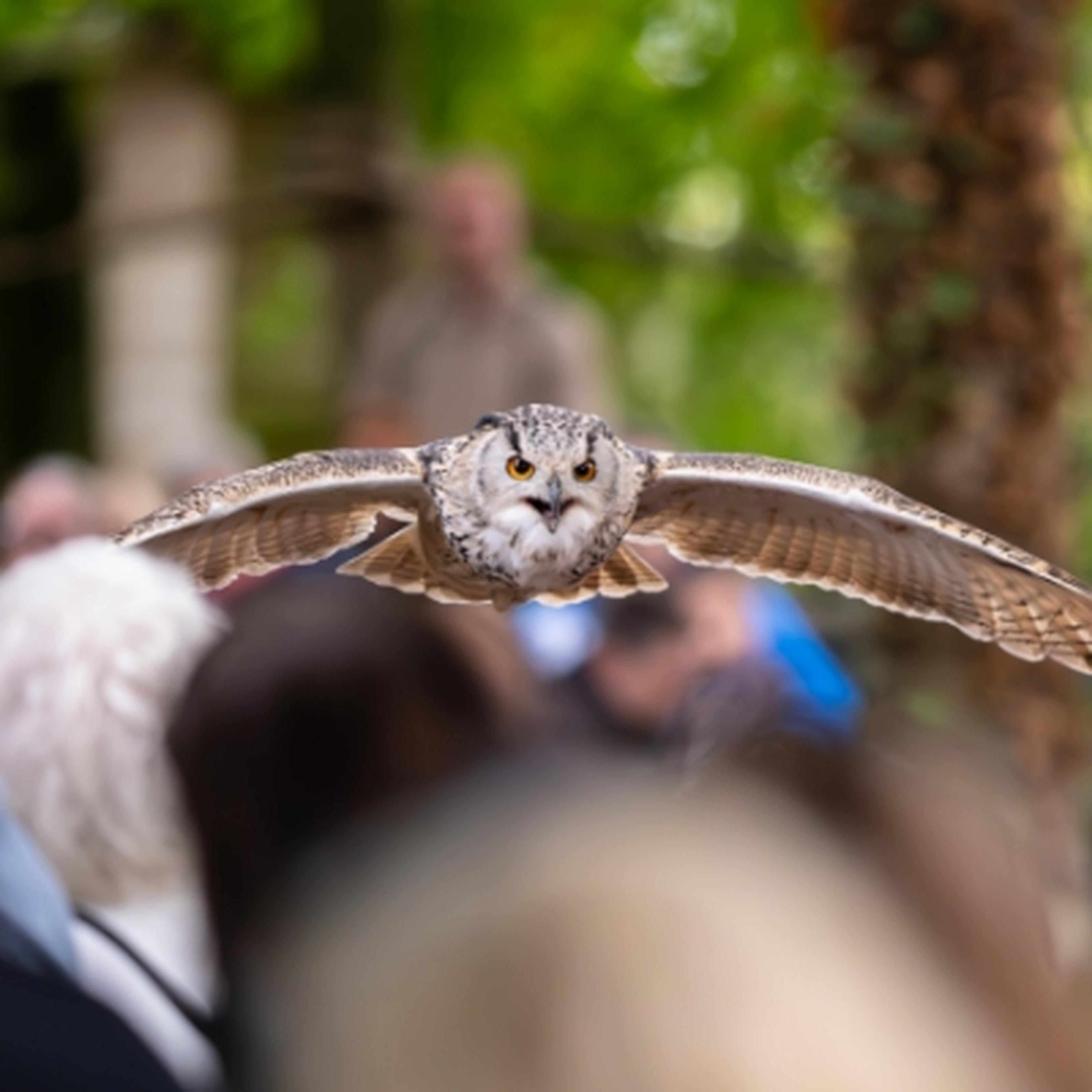 Cinnamon the Siberian Eagle-Owl flying over crowd