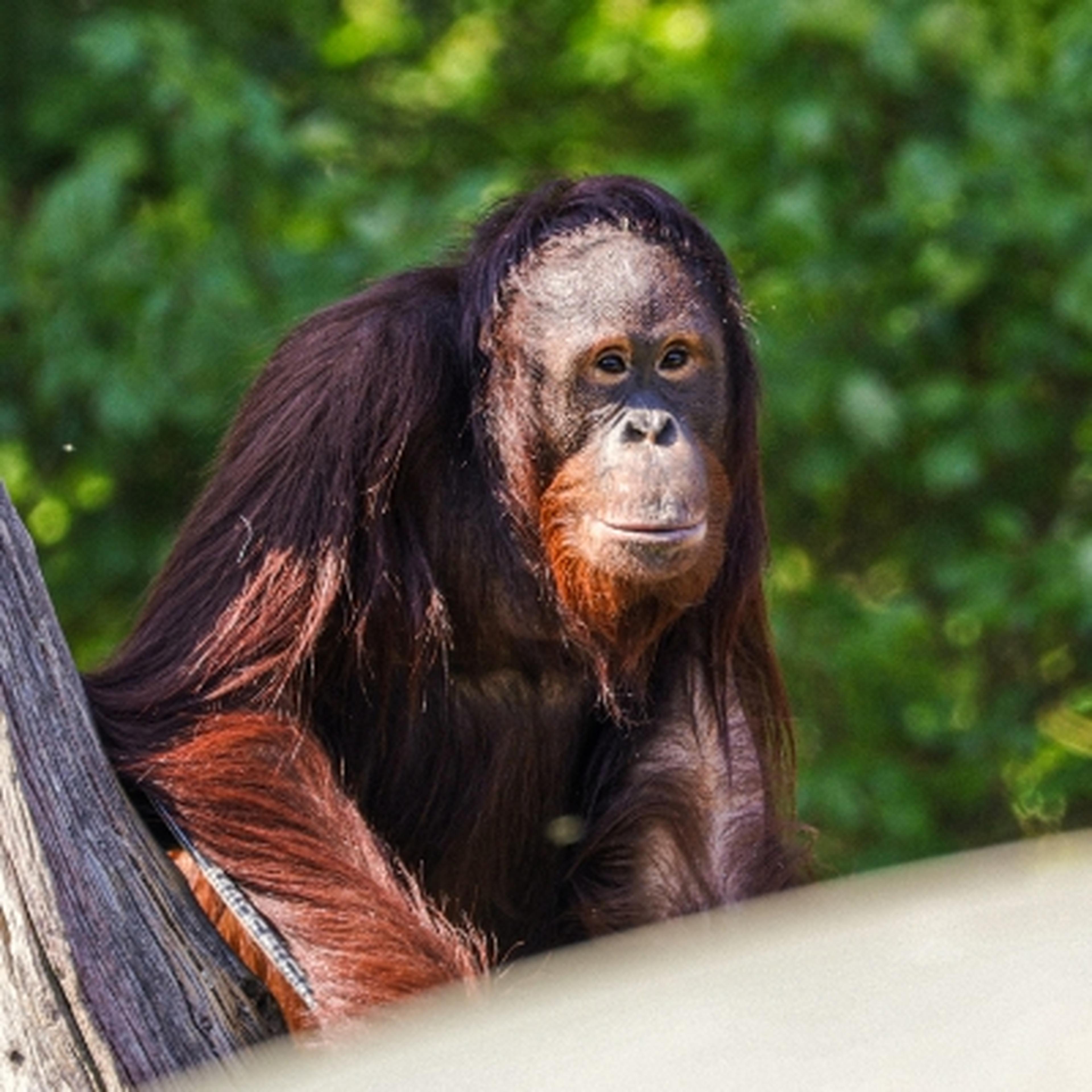 Bornean orangutan at at Twycross Zoo