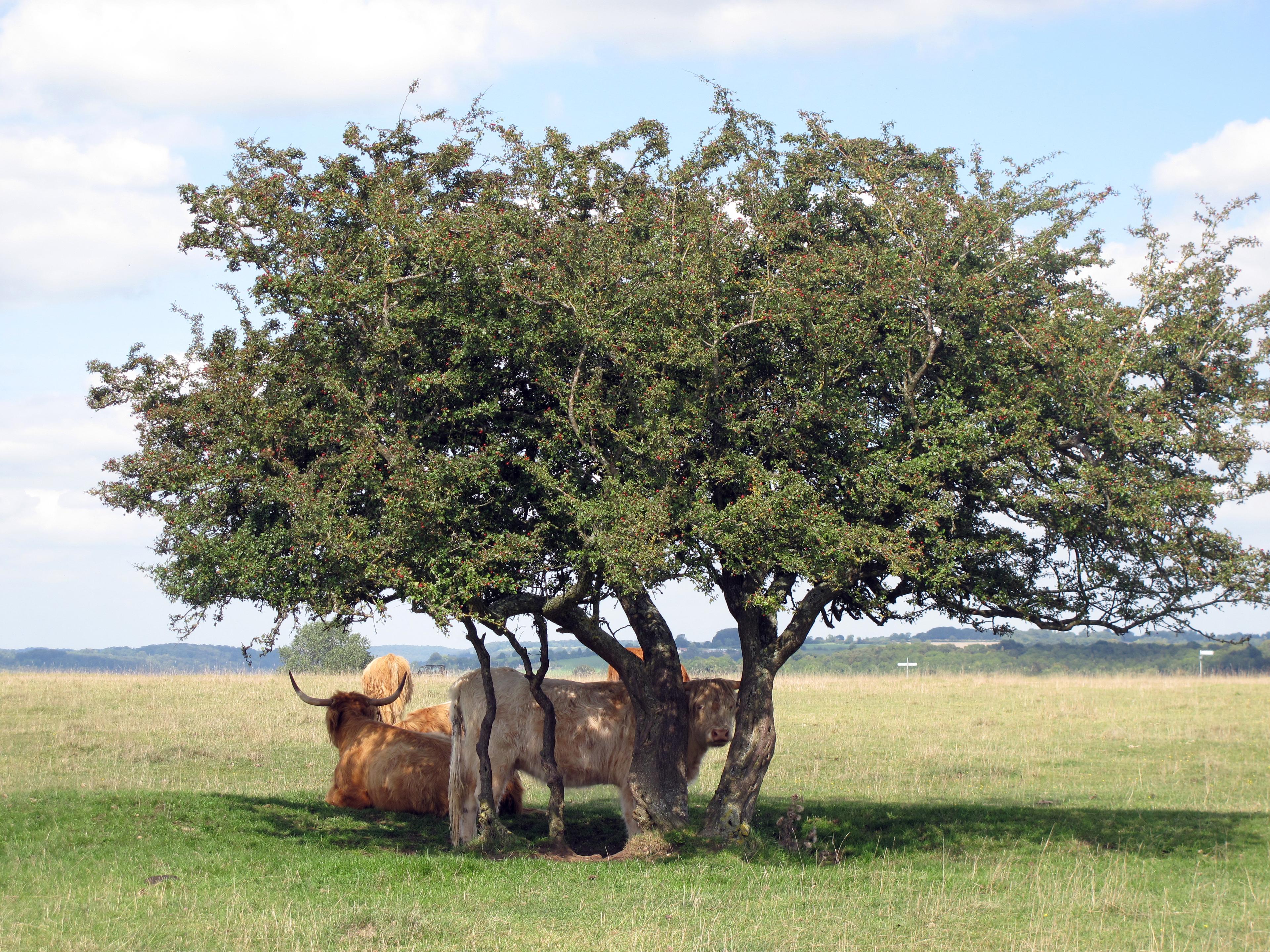 minchinhampton