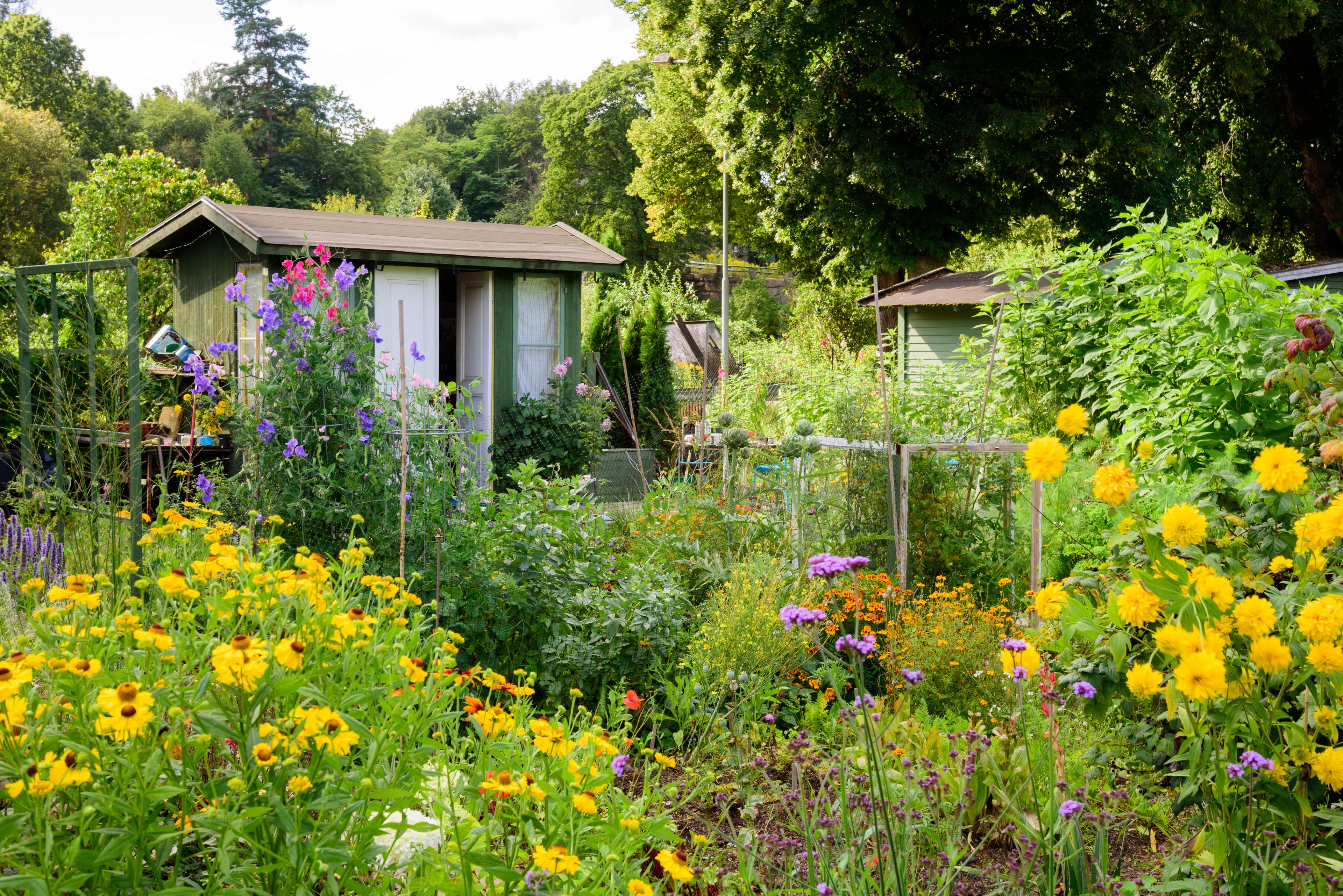 allotment
