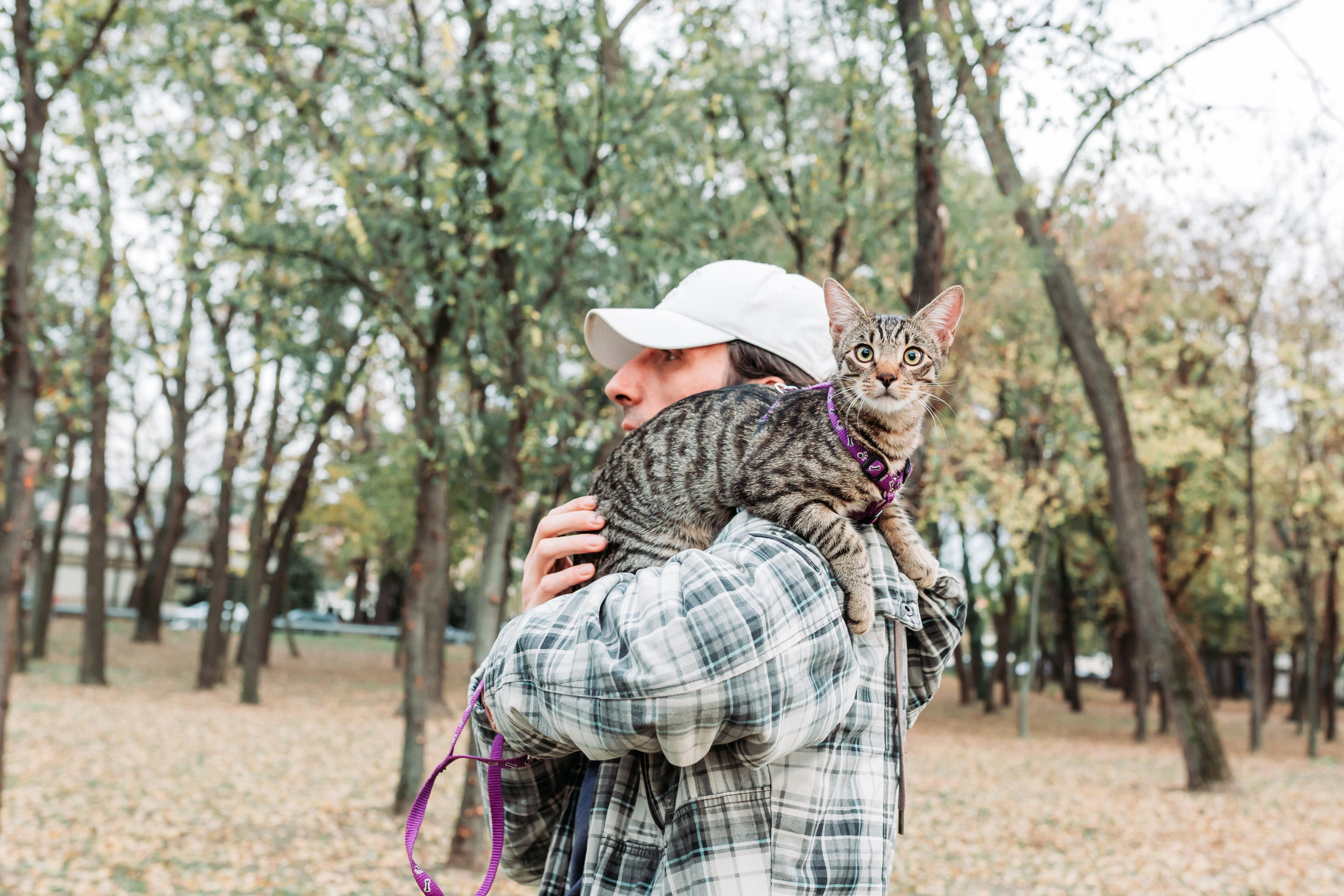 A person wearing a white cap carries a tabby cat with a purple harness on their shoulder in a leafy park setting.