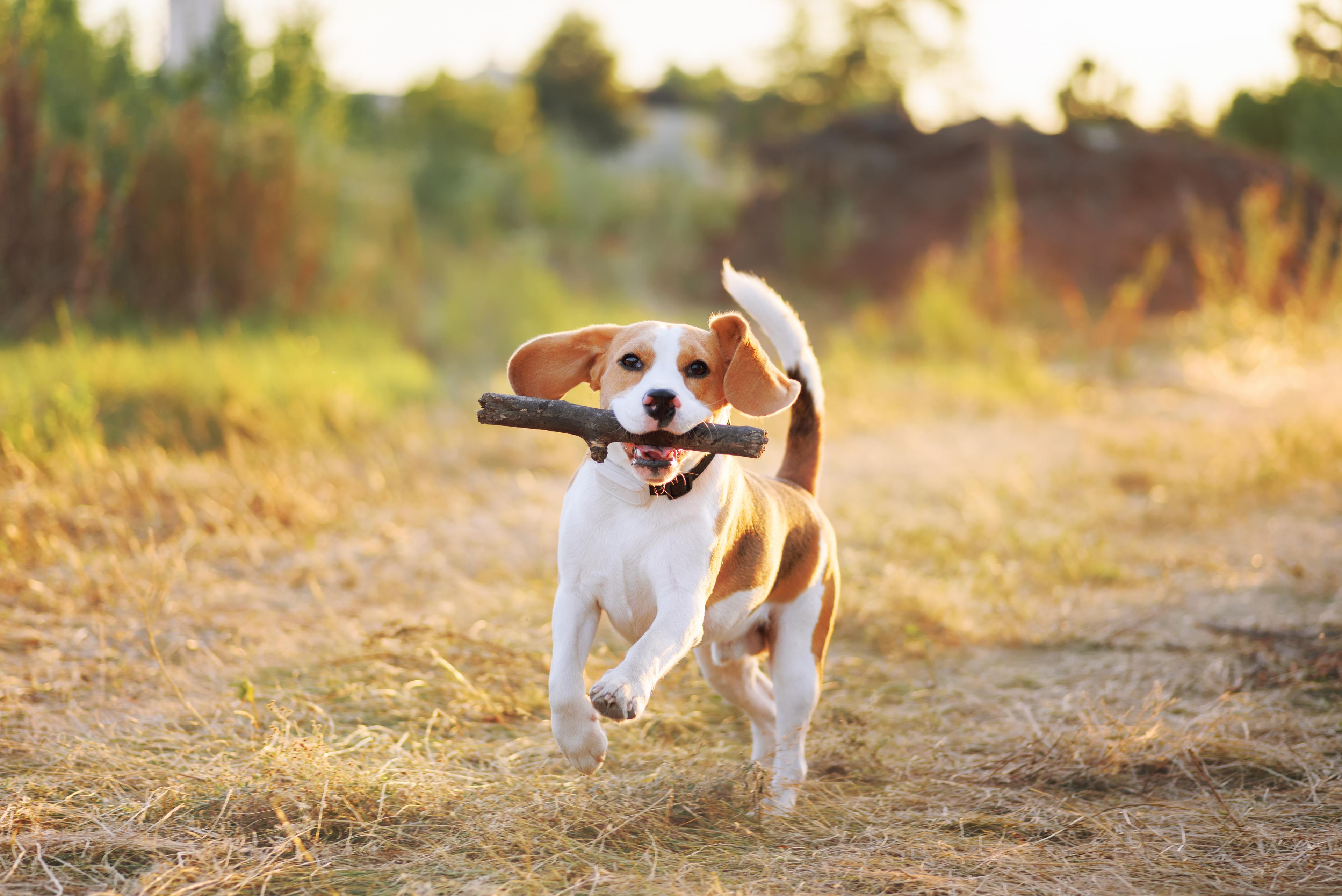Beagle joyfully running with a stick in its mouth on a sunny, grassy path with blurred trees in the background.