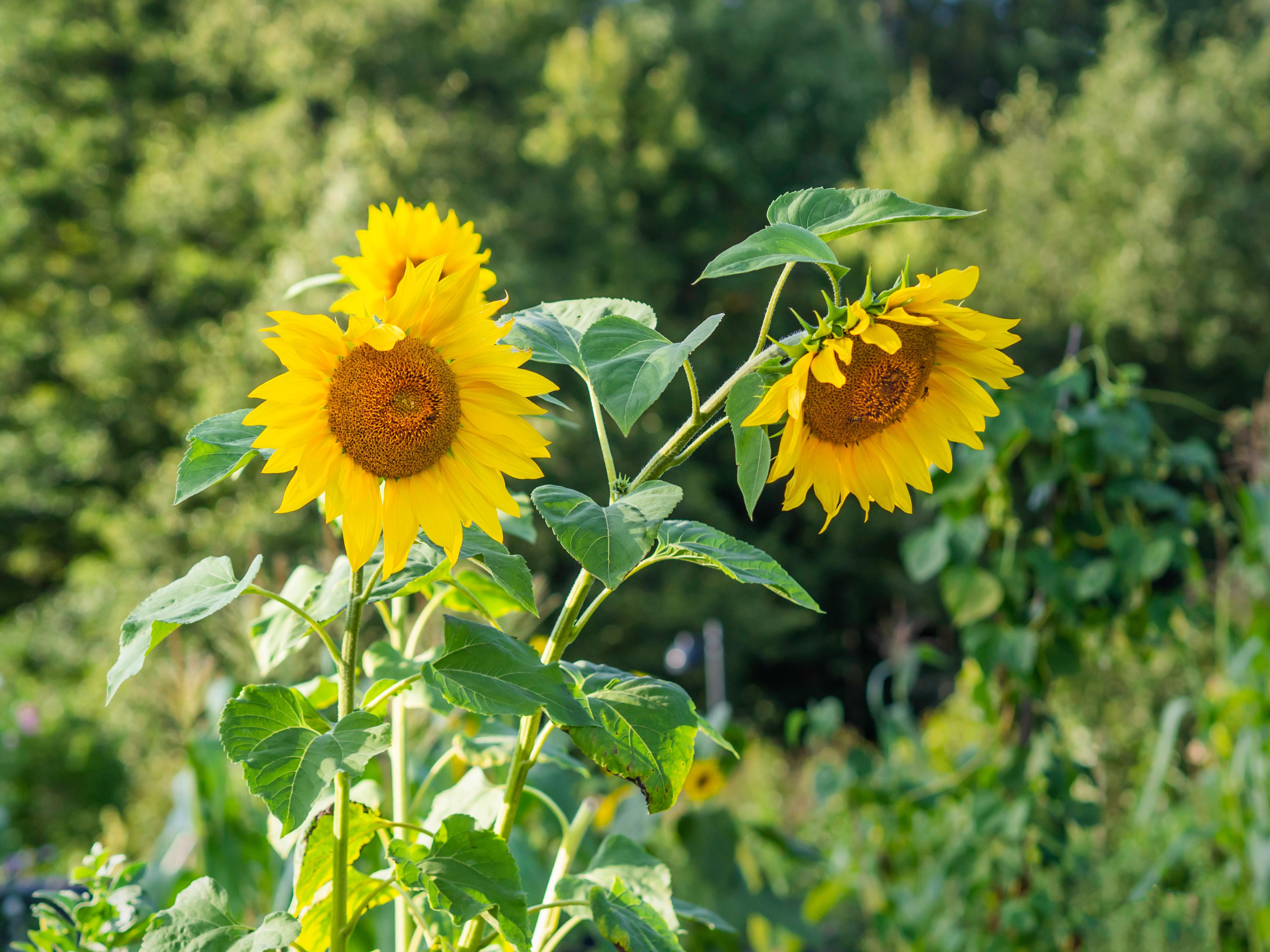 sunflower