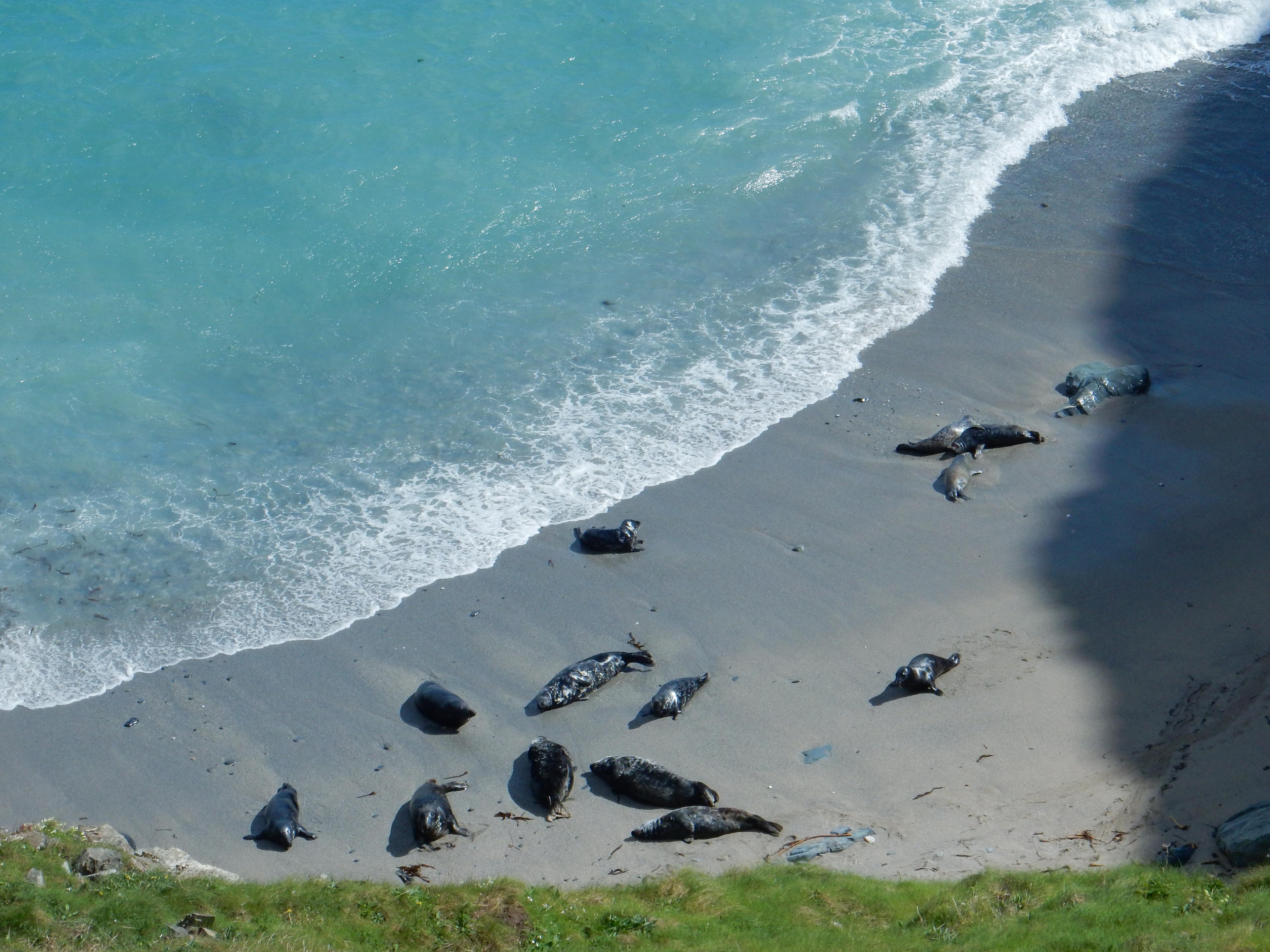 Seals lounging on a sandy beach by turquoise waves, with shadows cast on the sand and grassy foreground.