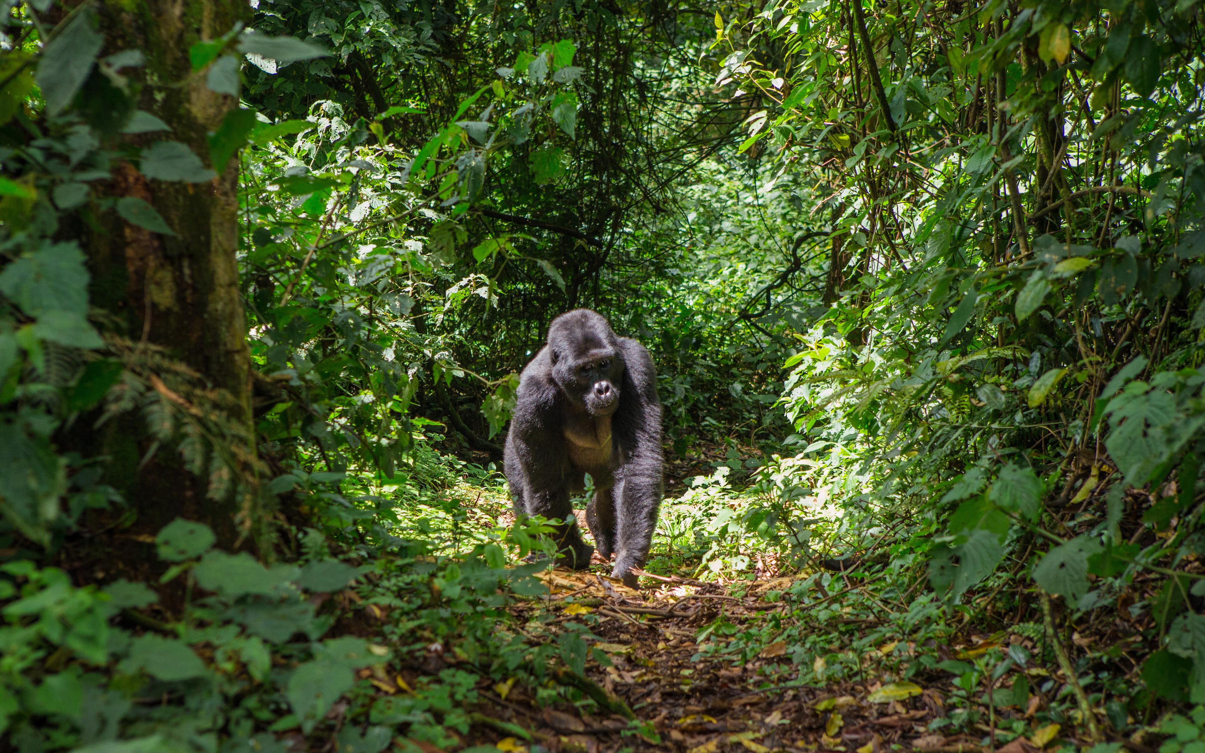 Mountain Gorillas of Uganda