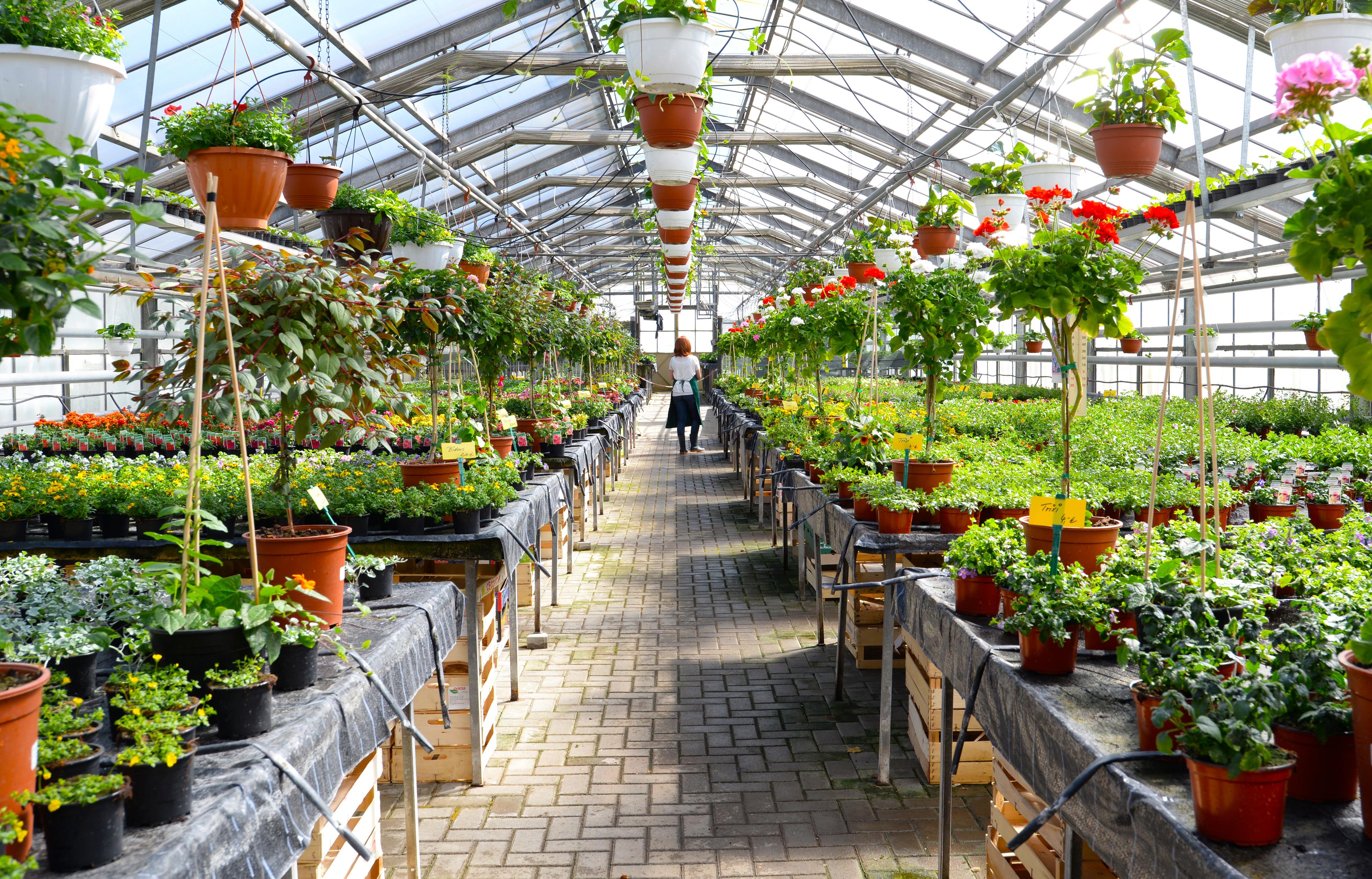 Lunch and visit to Morden Hall Park Garden Centre