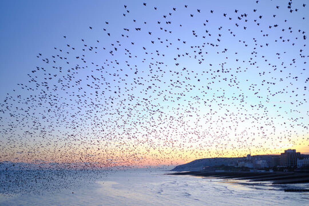 murmaration