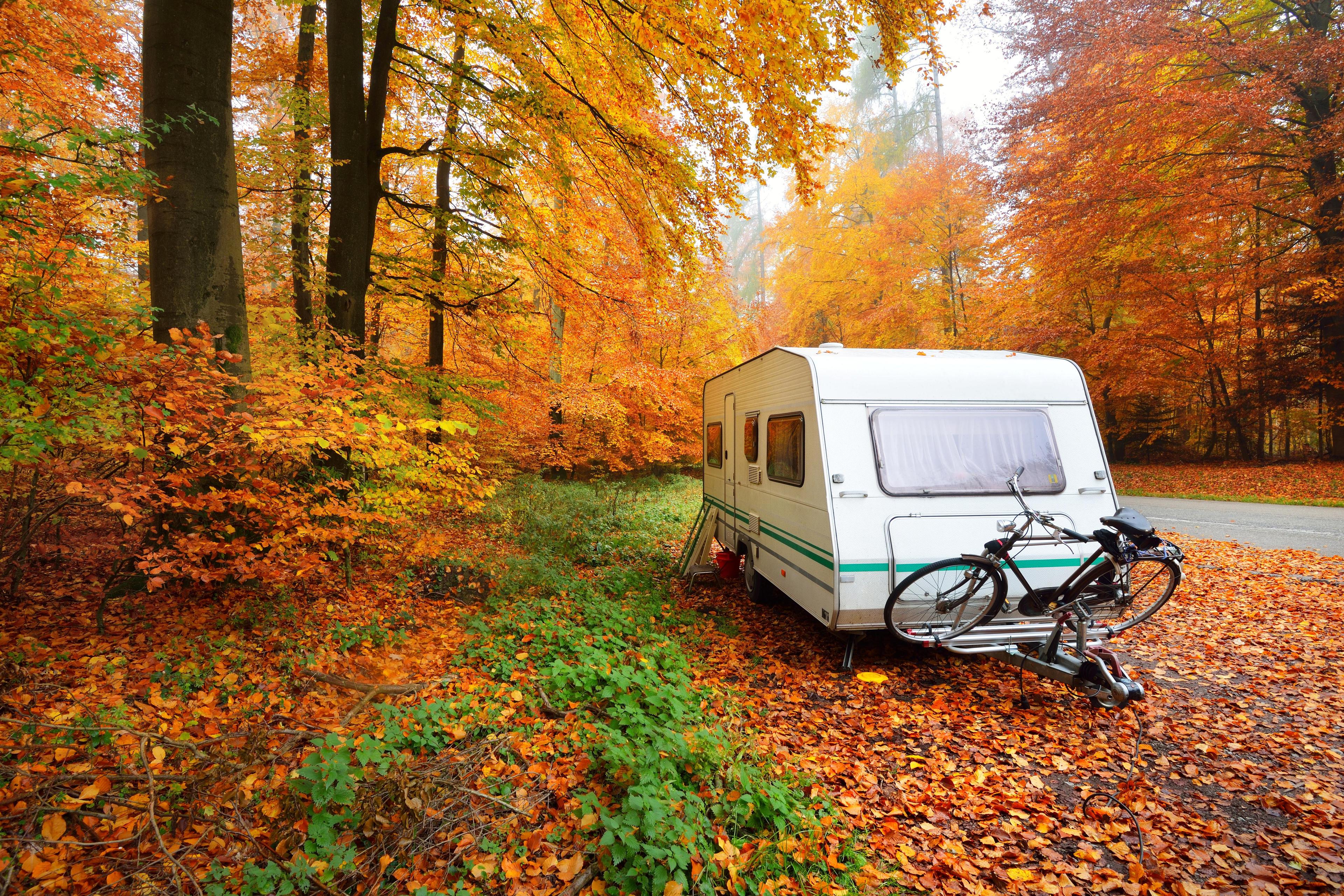 Fall in the Forest