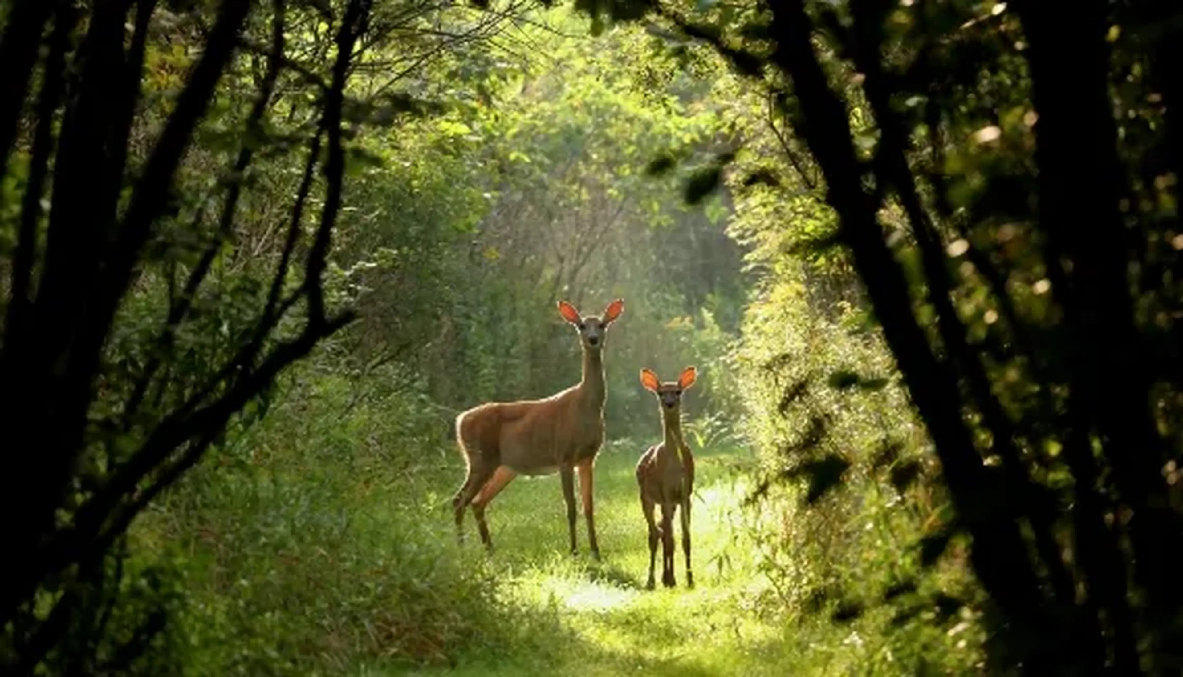 Two deer stand on a sunlit forest path surrounded by trees